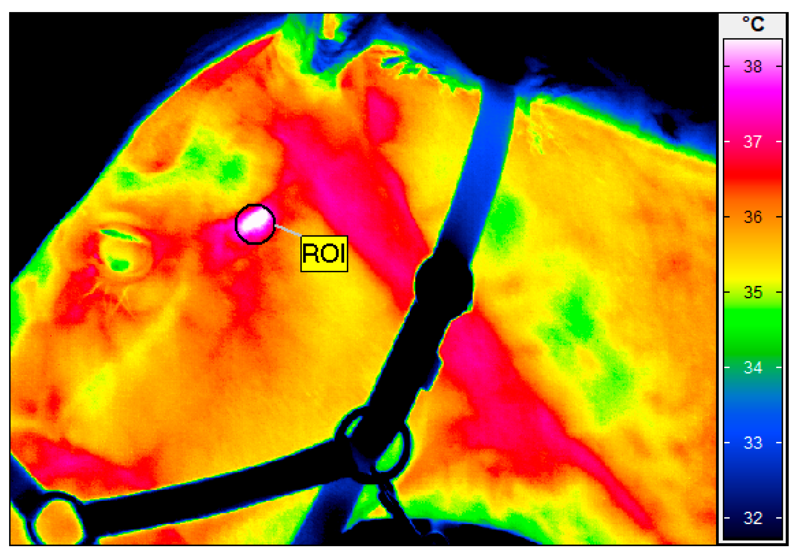 Animals 15 01426 g001