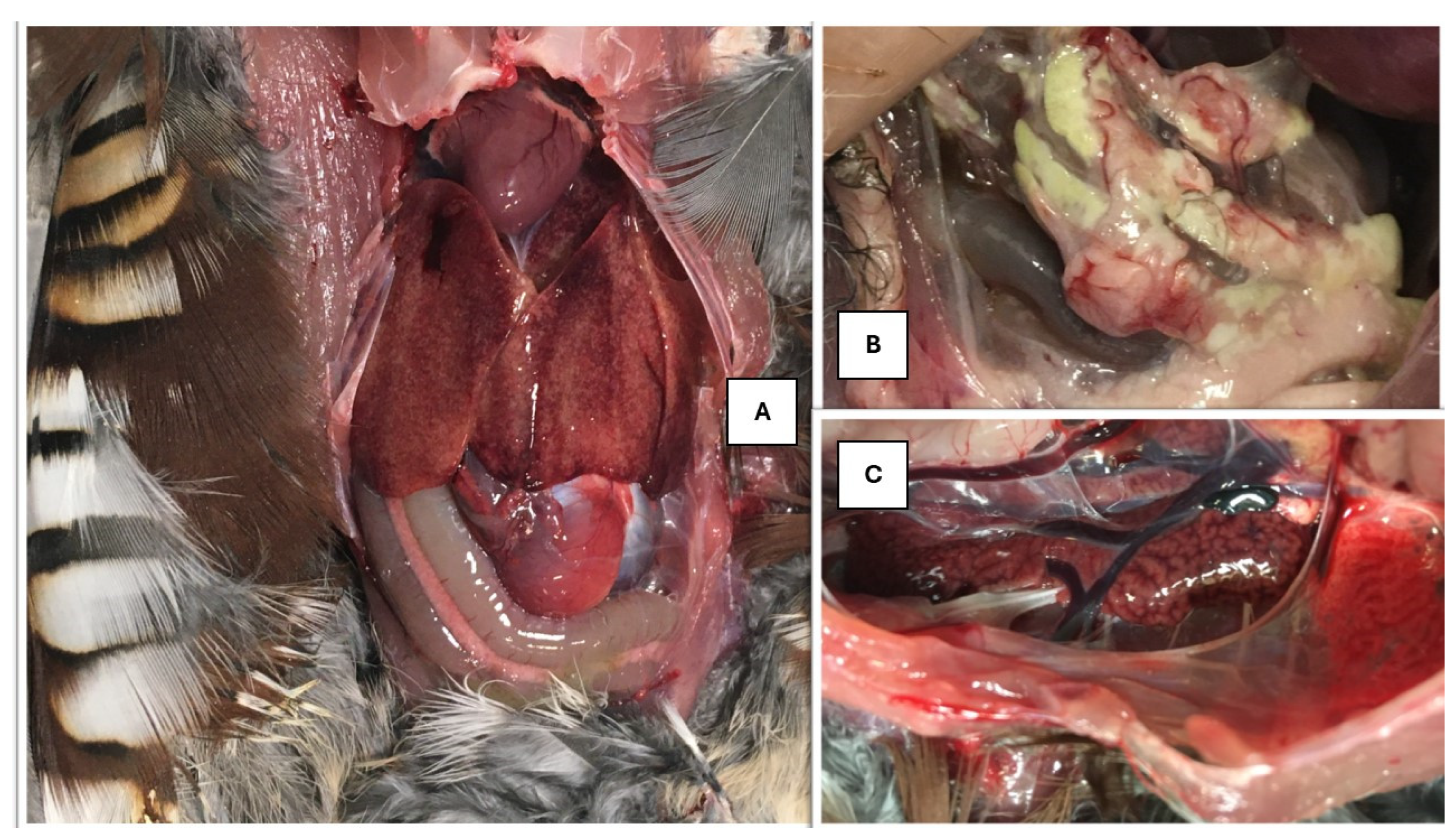 Animals 15 01428 g001