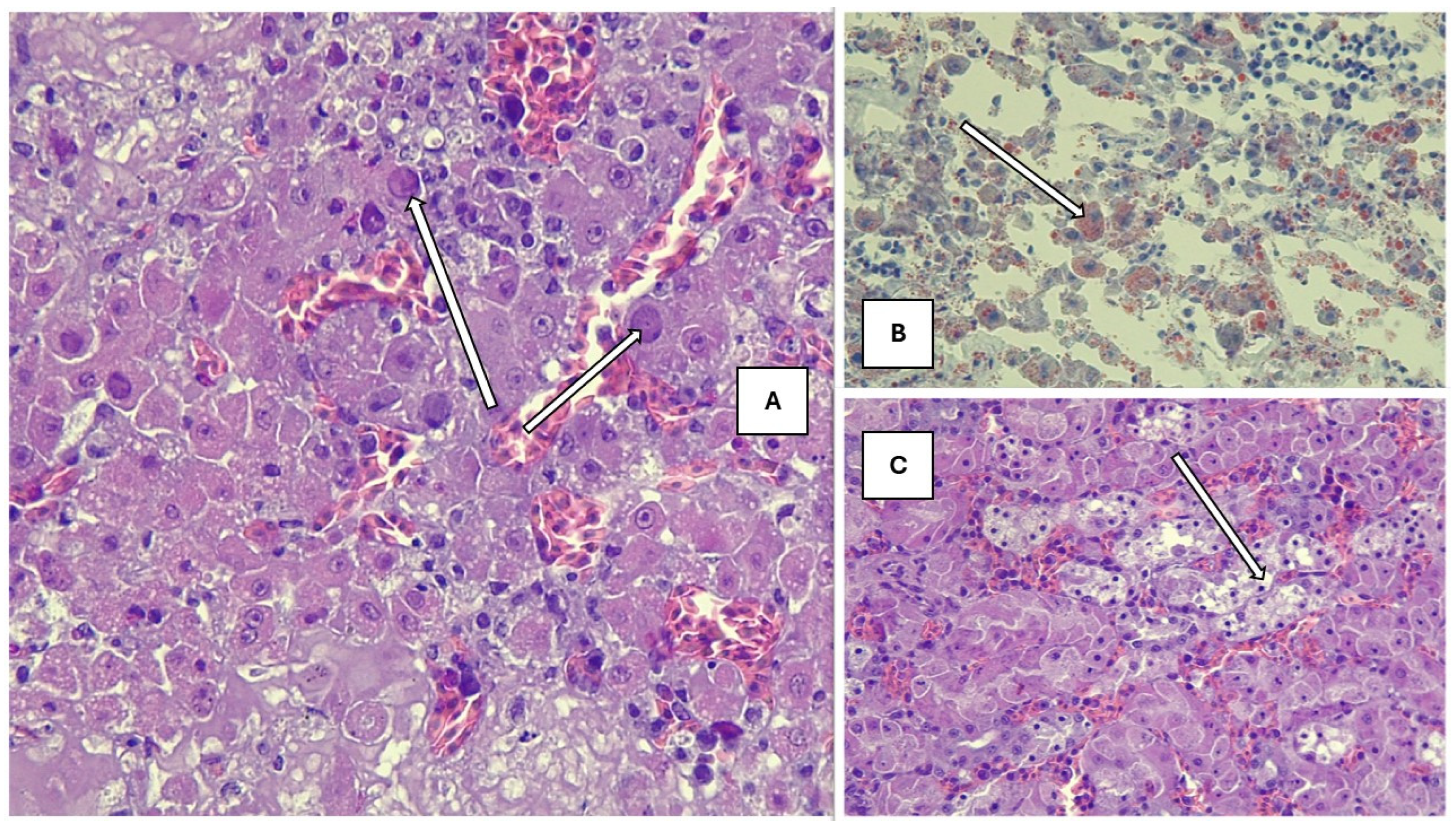 Animals 15 01428 g002