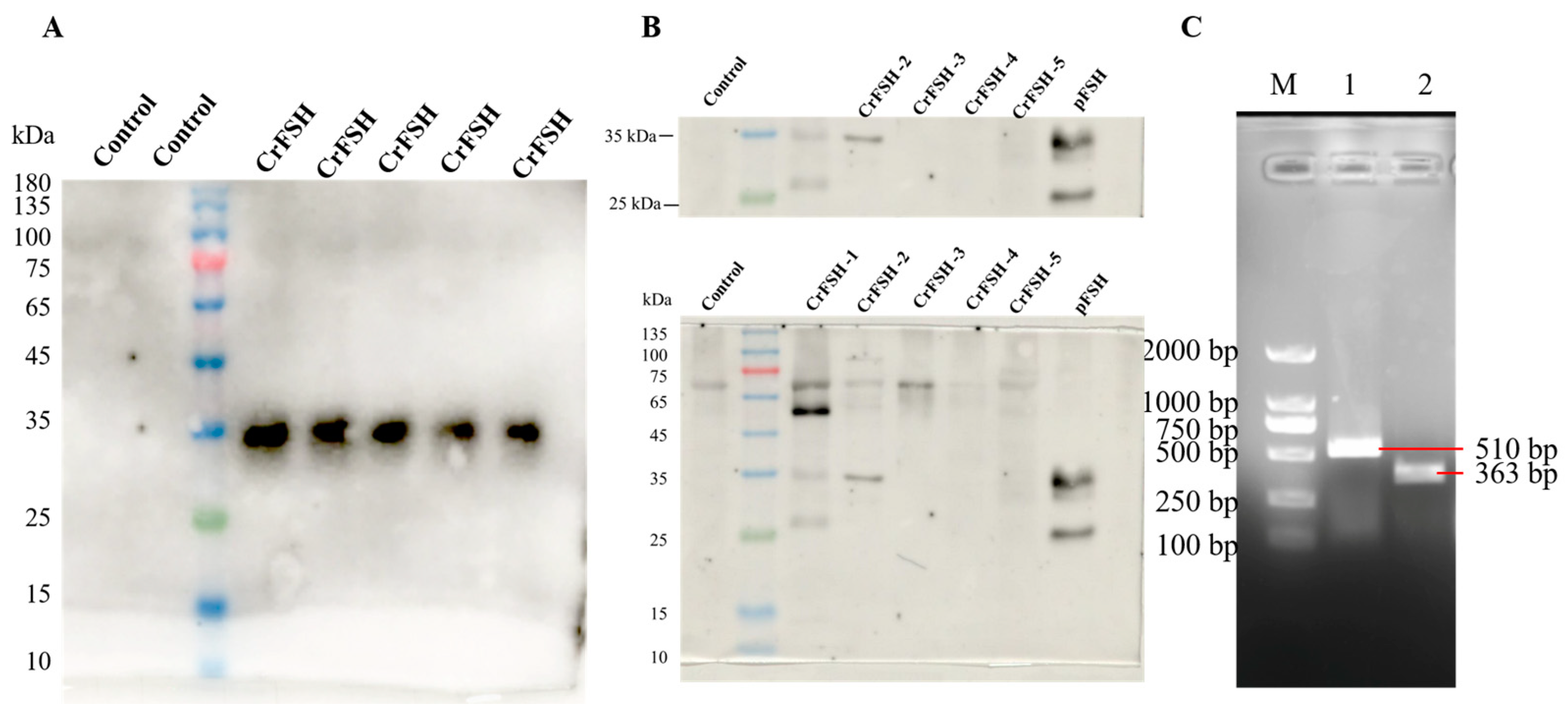 Animals 15 01430 g003 Animals 15 01430 g003
