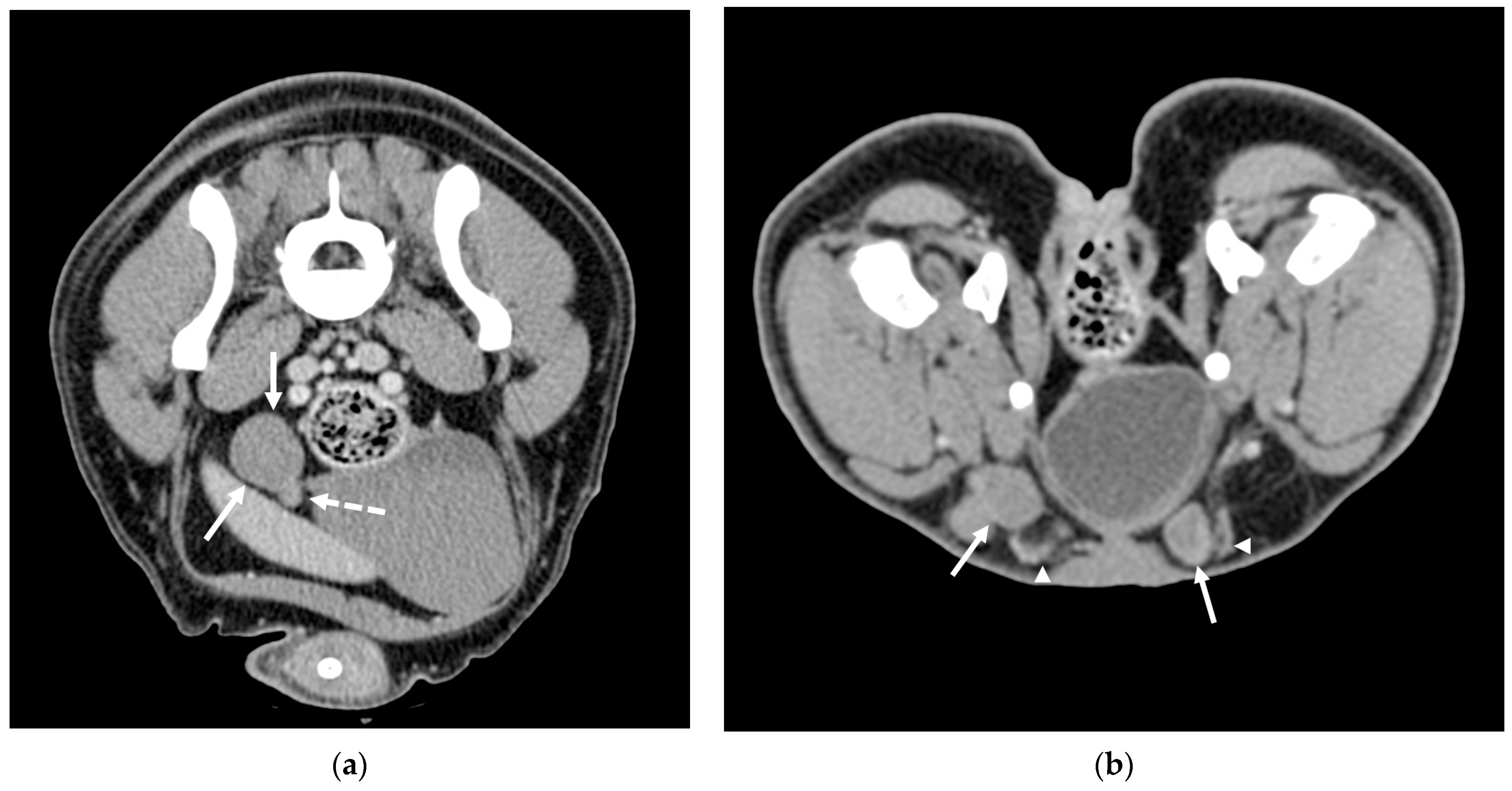 Animals 15 01439 g001