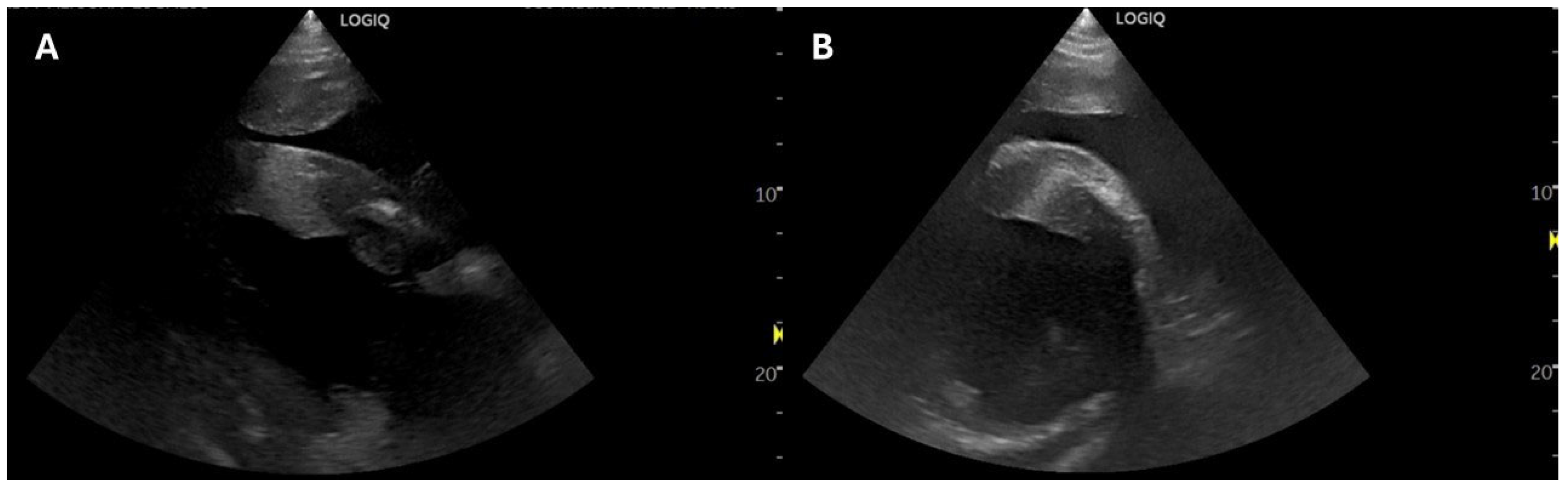 Animals 15 01447 g002