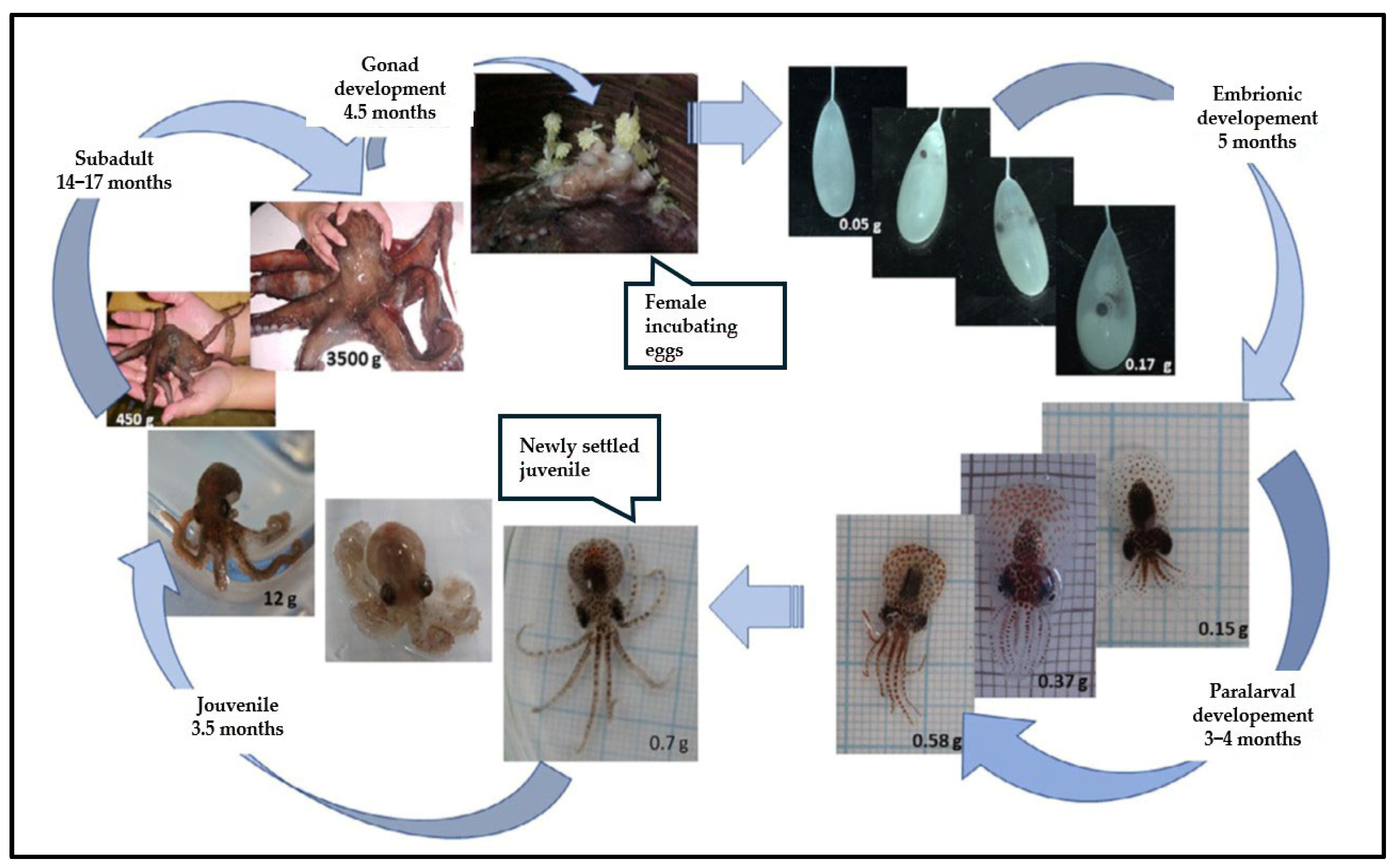 Animals 15 01464 g002 Animals 15 01464 g002