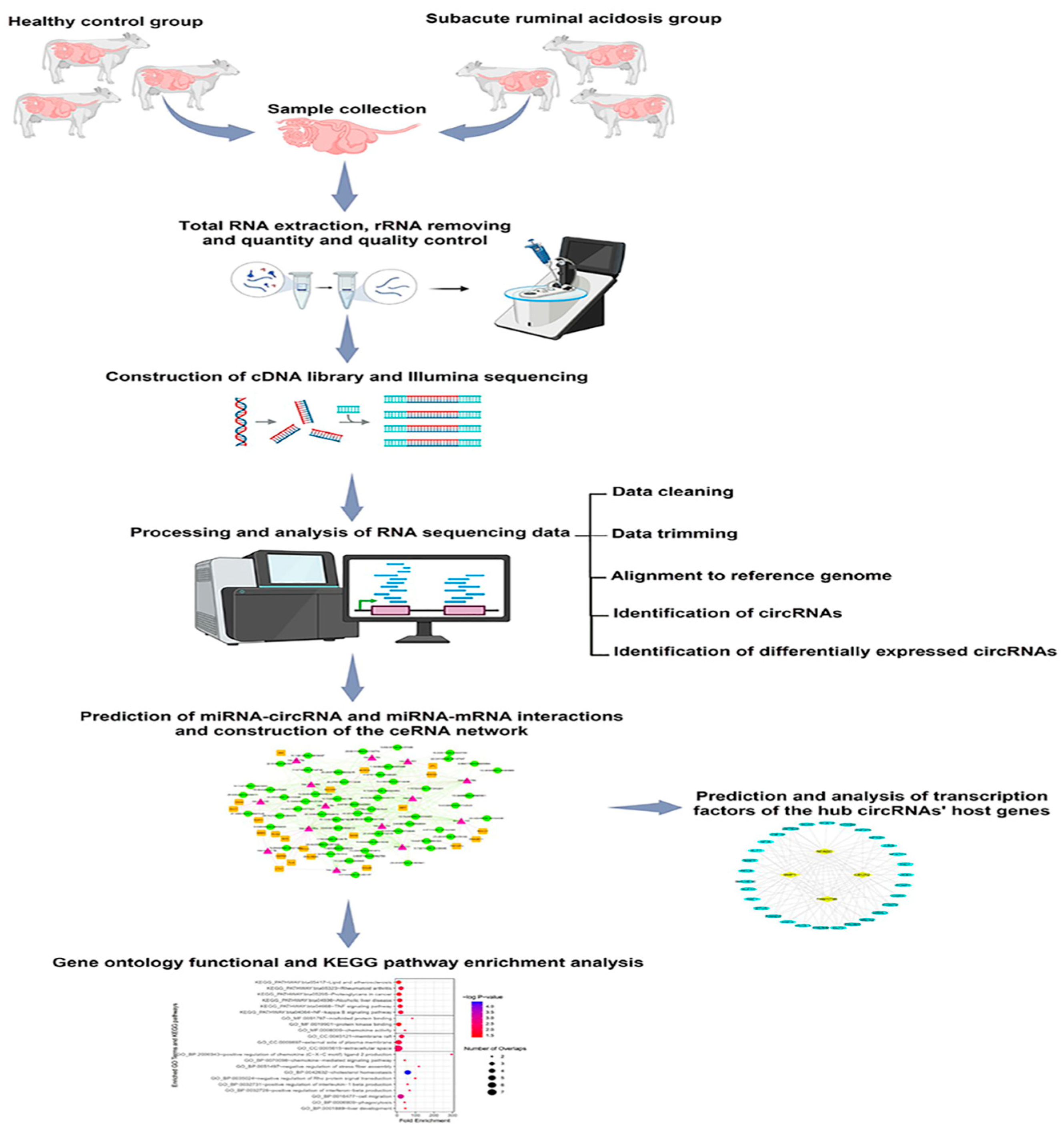 Animals 15 01472 g001