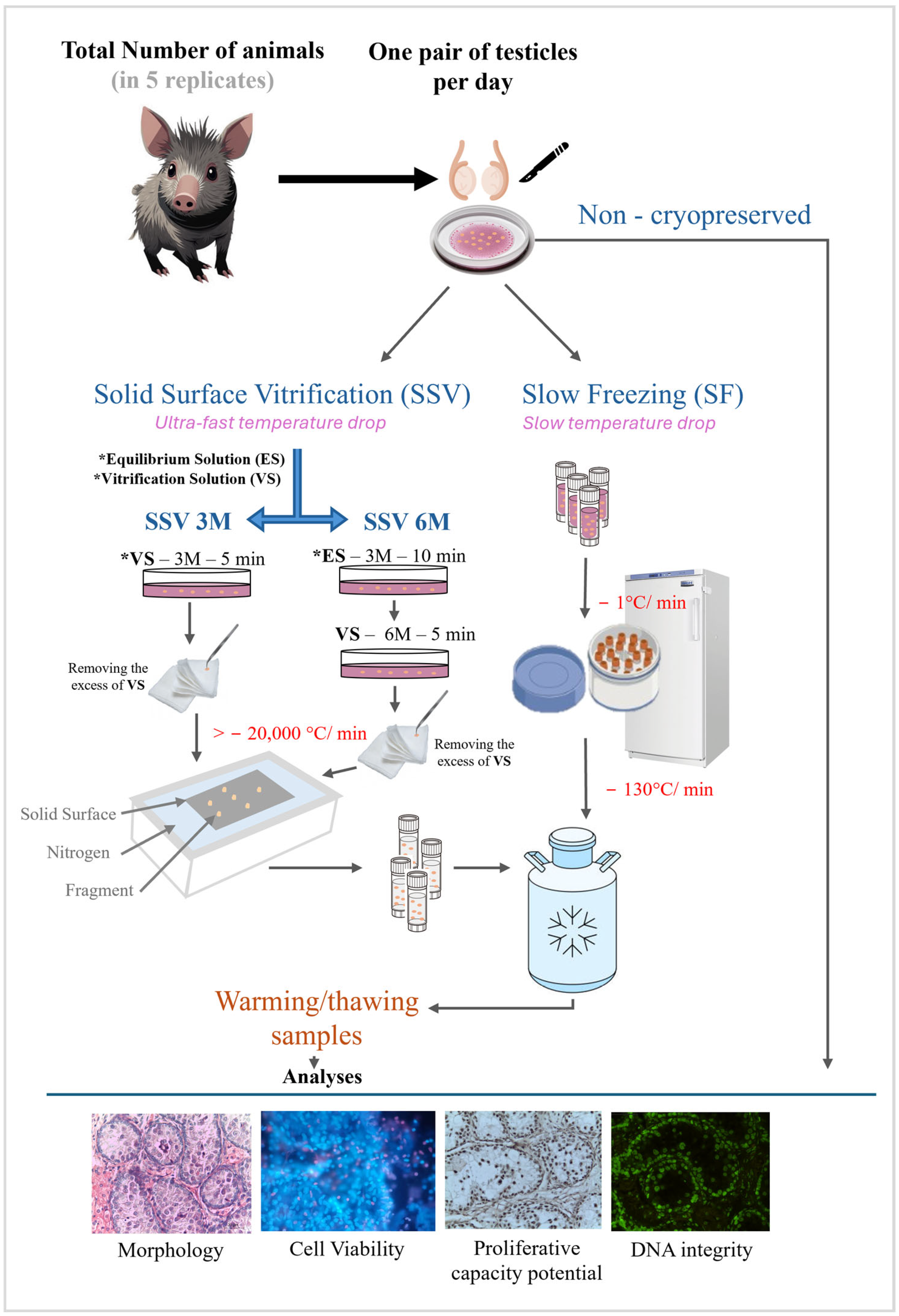 Animals 15 01488 g001 Animals 15 01488 g001