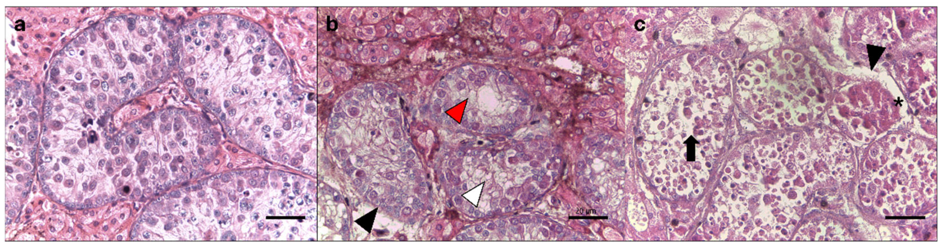 Animals 15 01488 g002 Animals 15 01488 g002