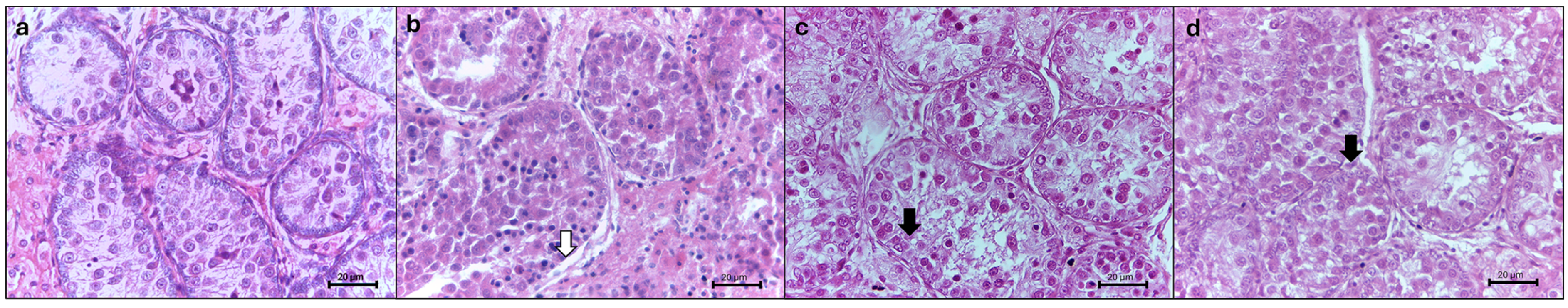 Animals 15 01488 g003 Animals 15 01488 g003