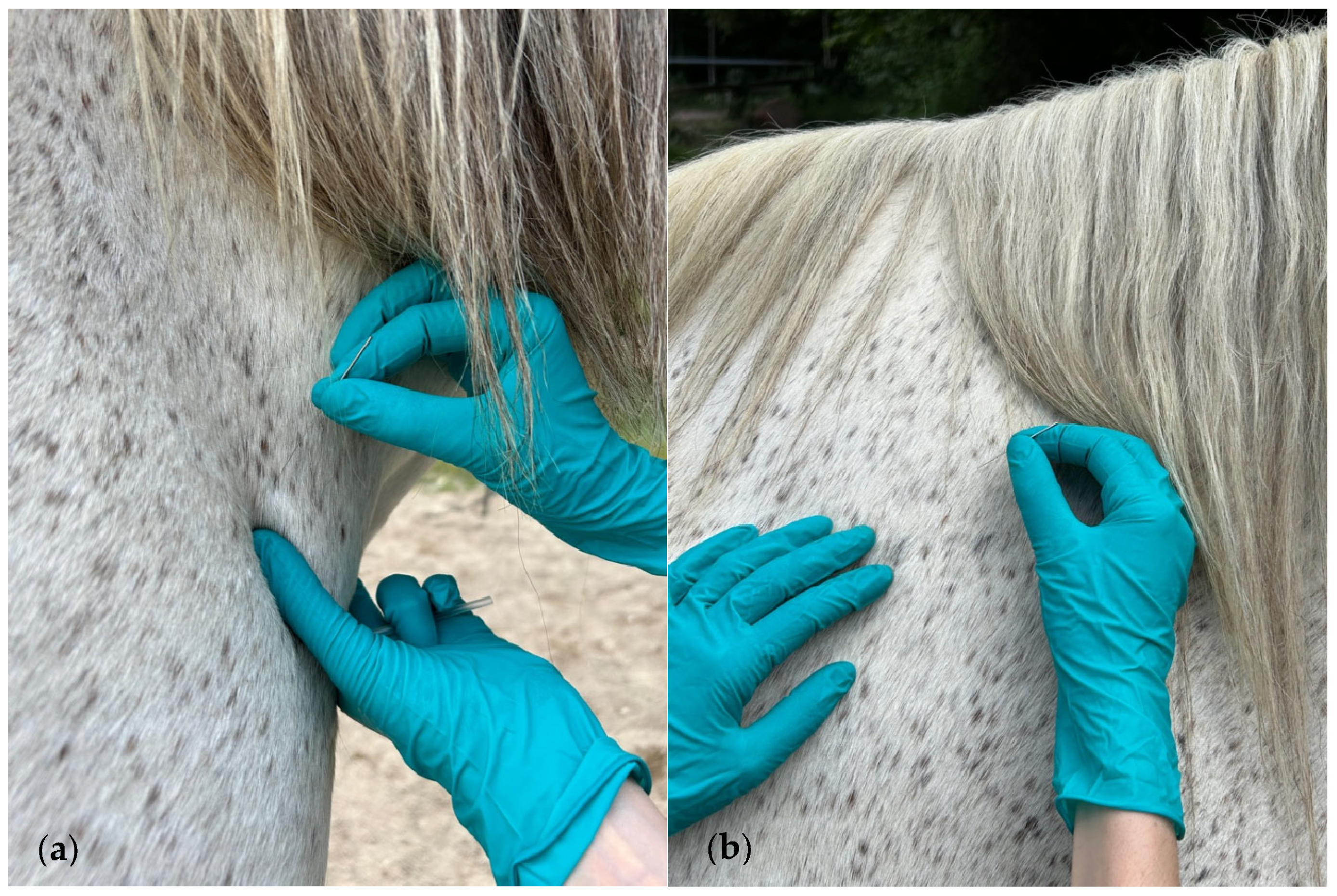 Animals 15 01517 g001