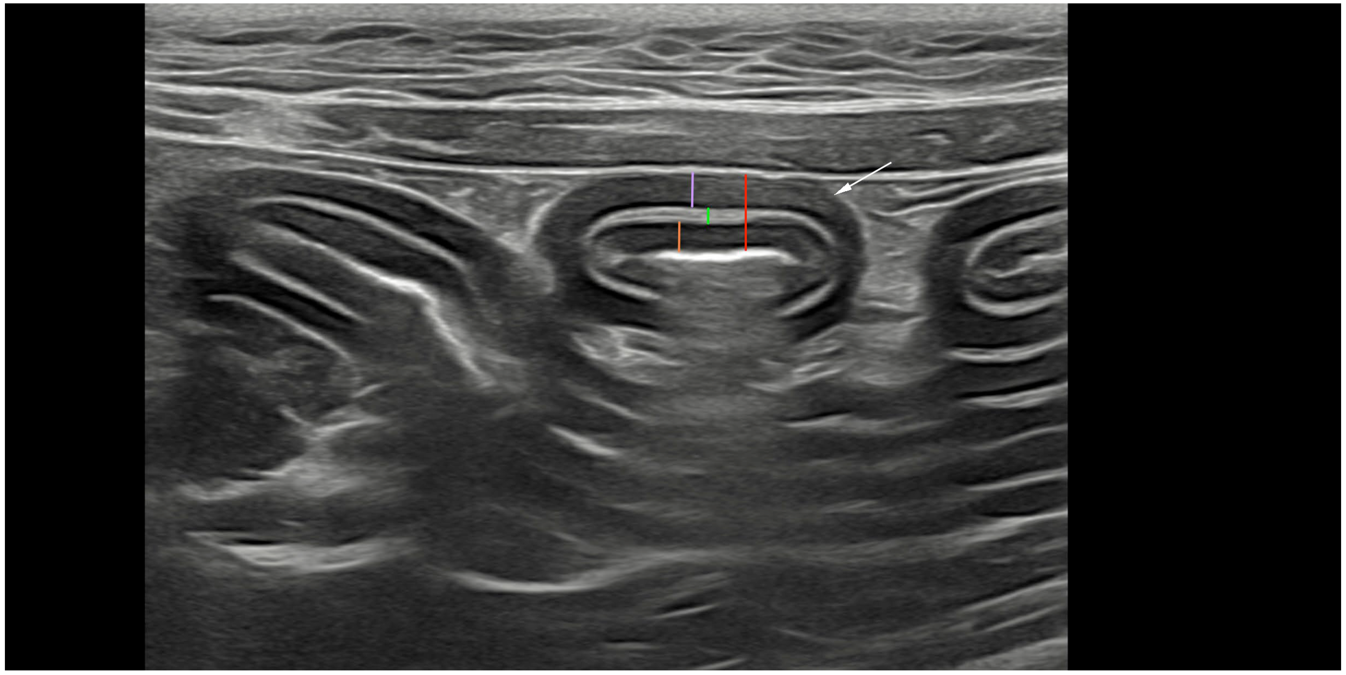 Animals 15 01518 g001