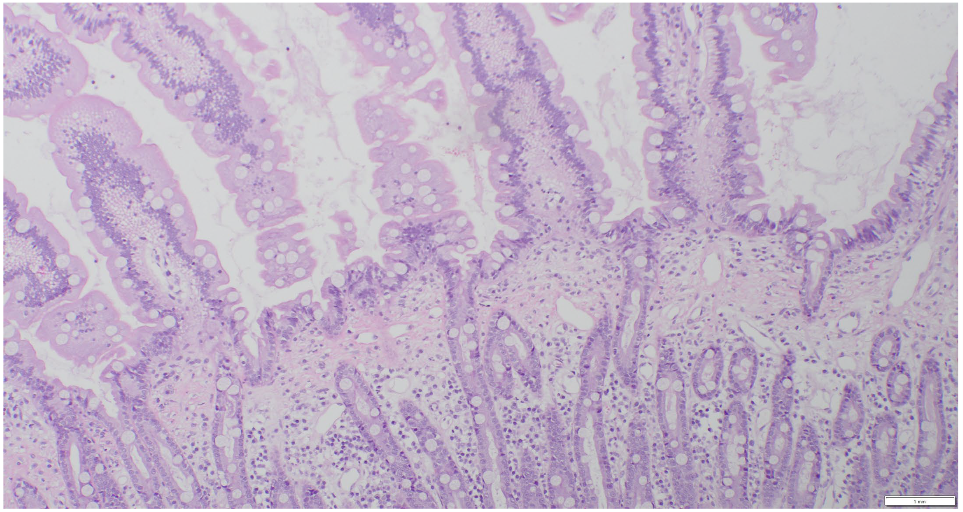 Animals 15 01518 g002