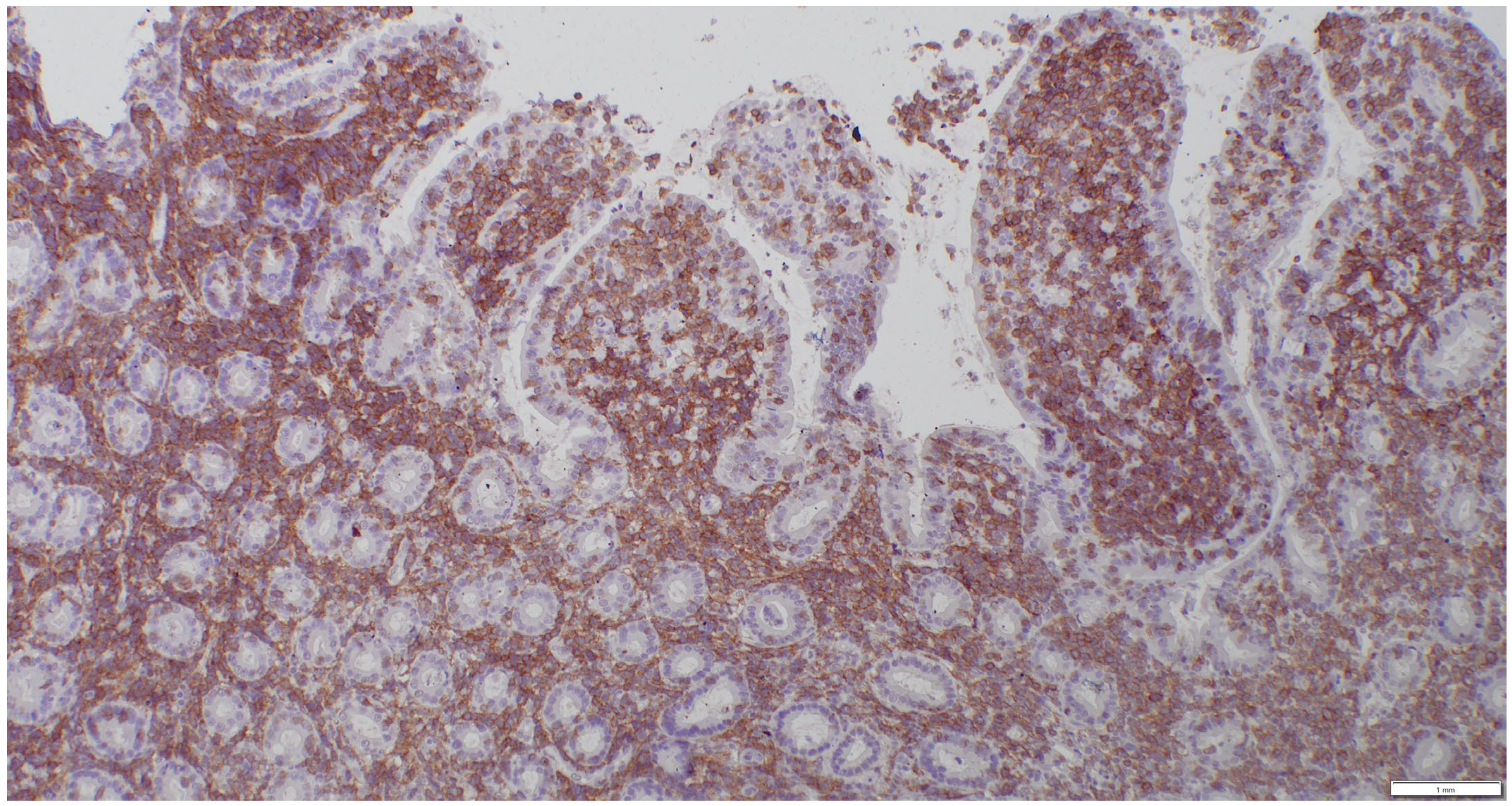 Animals 15 01518 g004