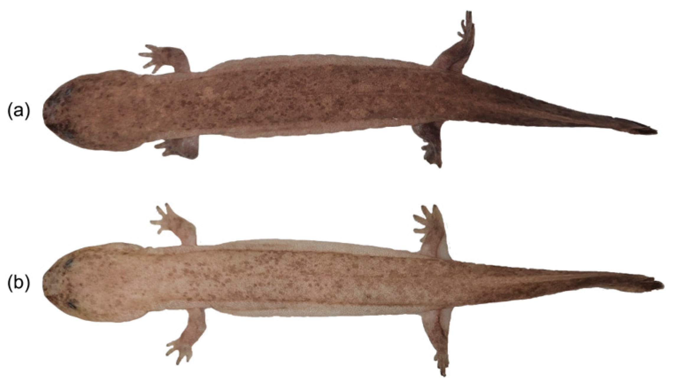 Animals 15 01526 g001