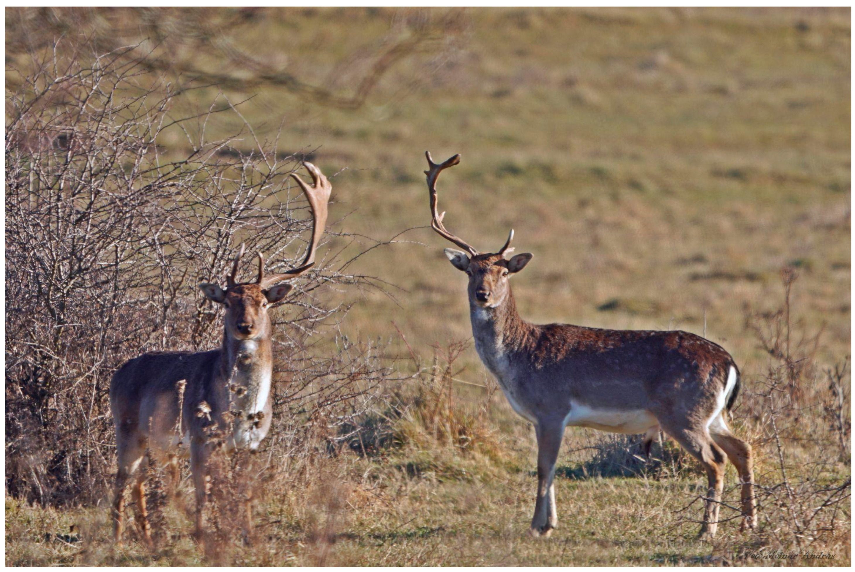 Animals 15 01530 g001