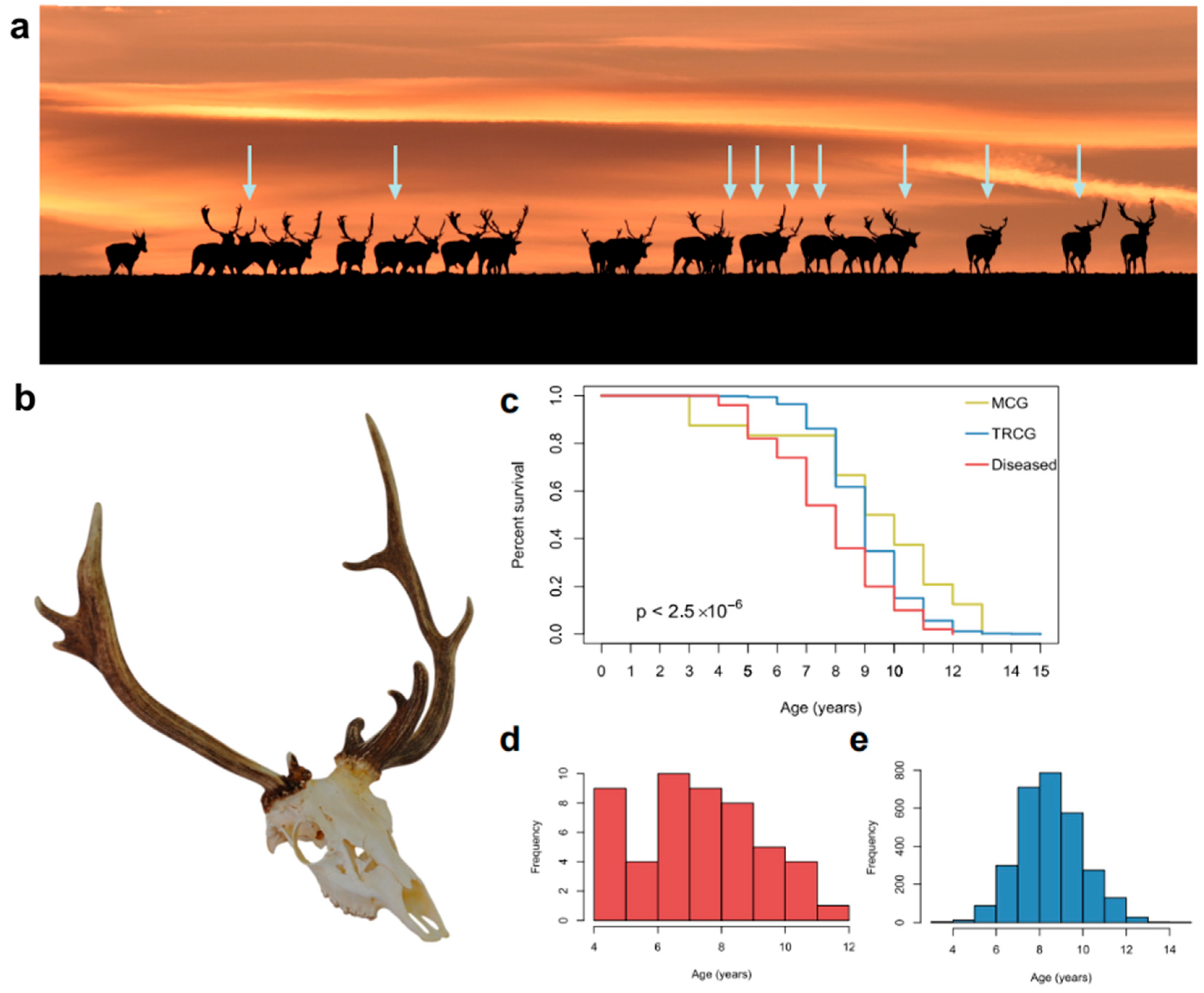 Animals 15 01530 g002