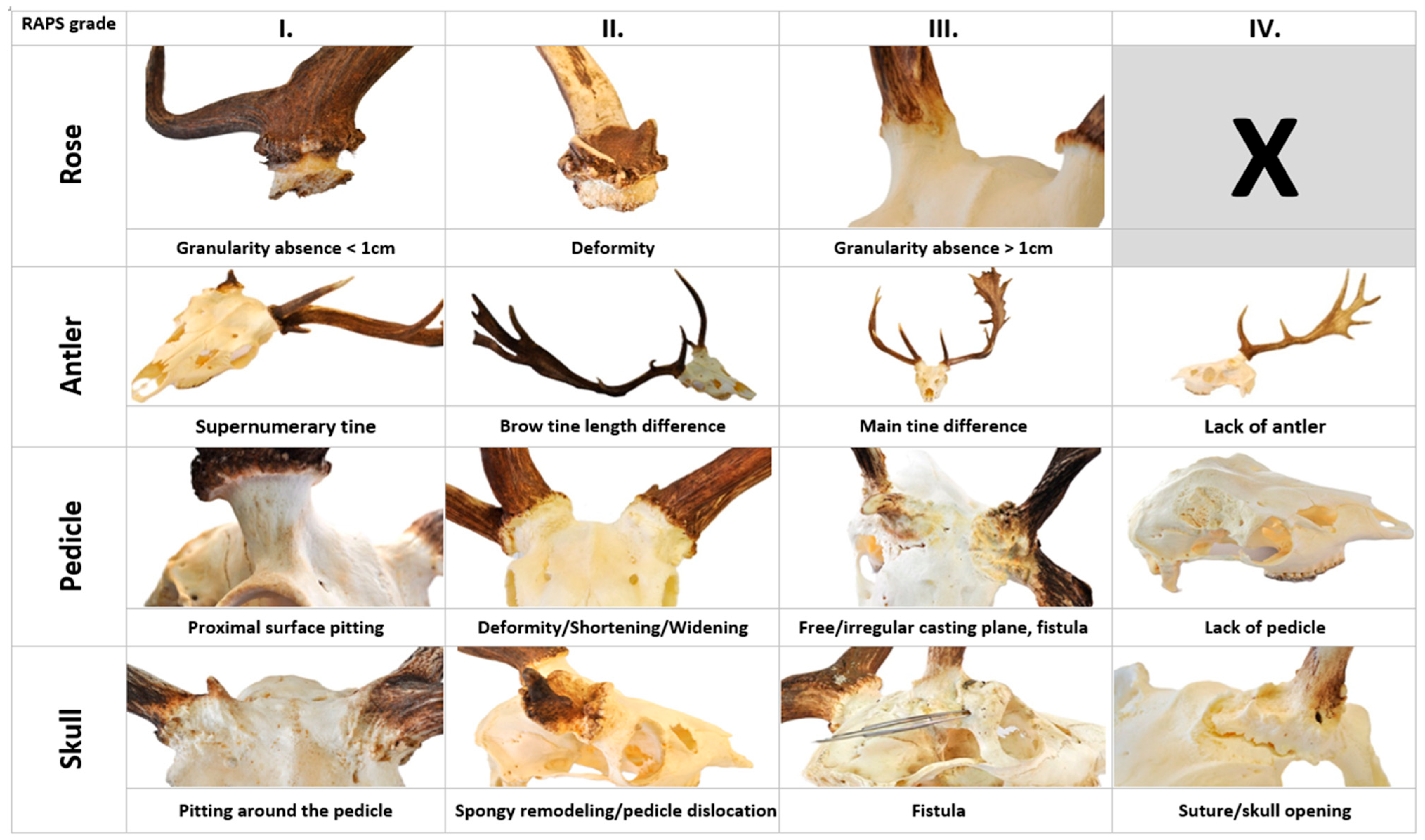 Animals 15 01530 g003