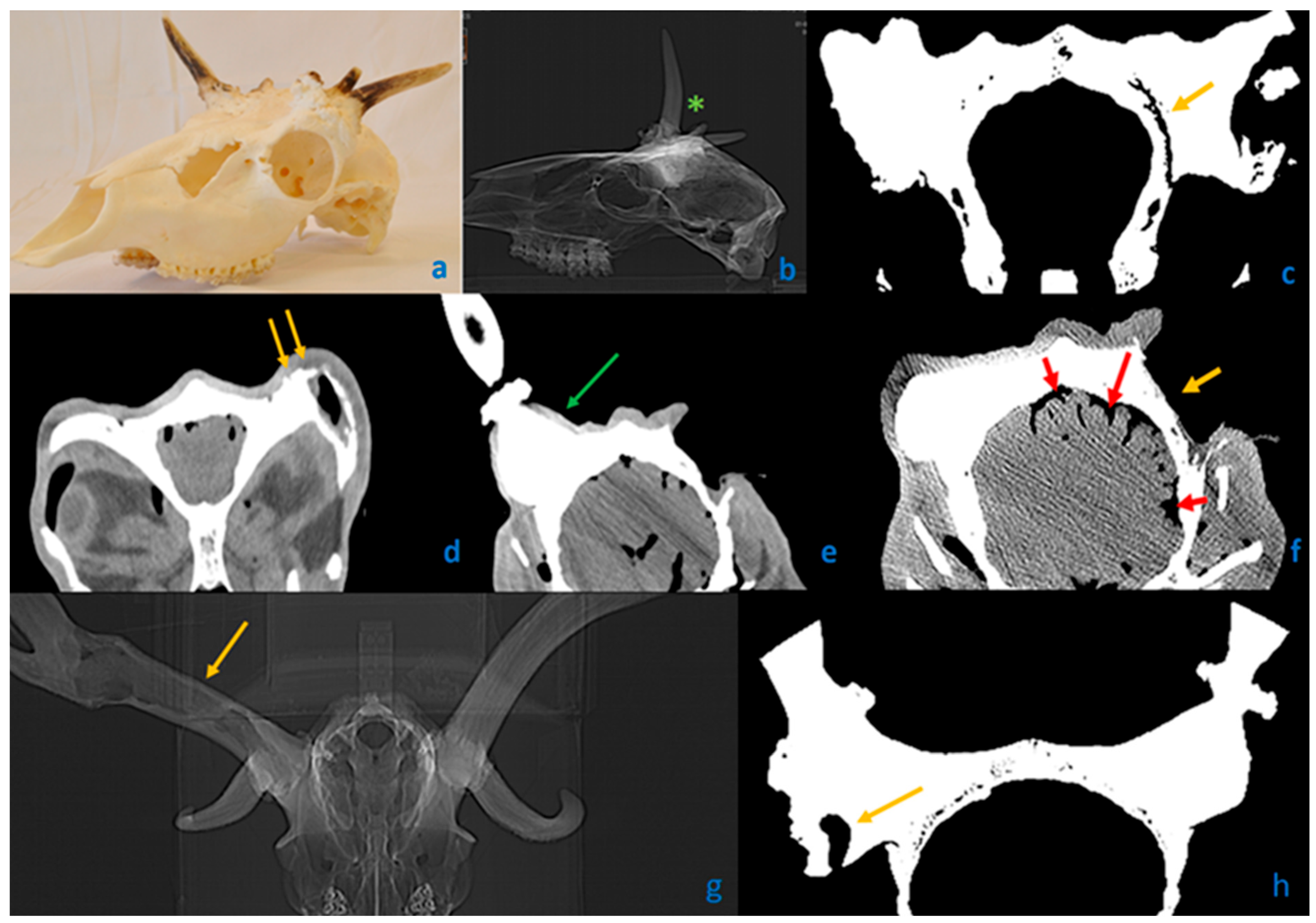 Animals 15 01530 g005