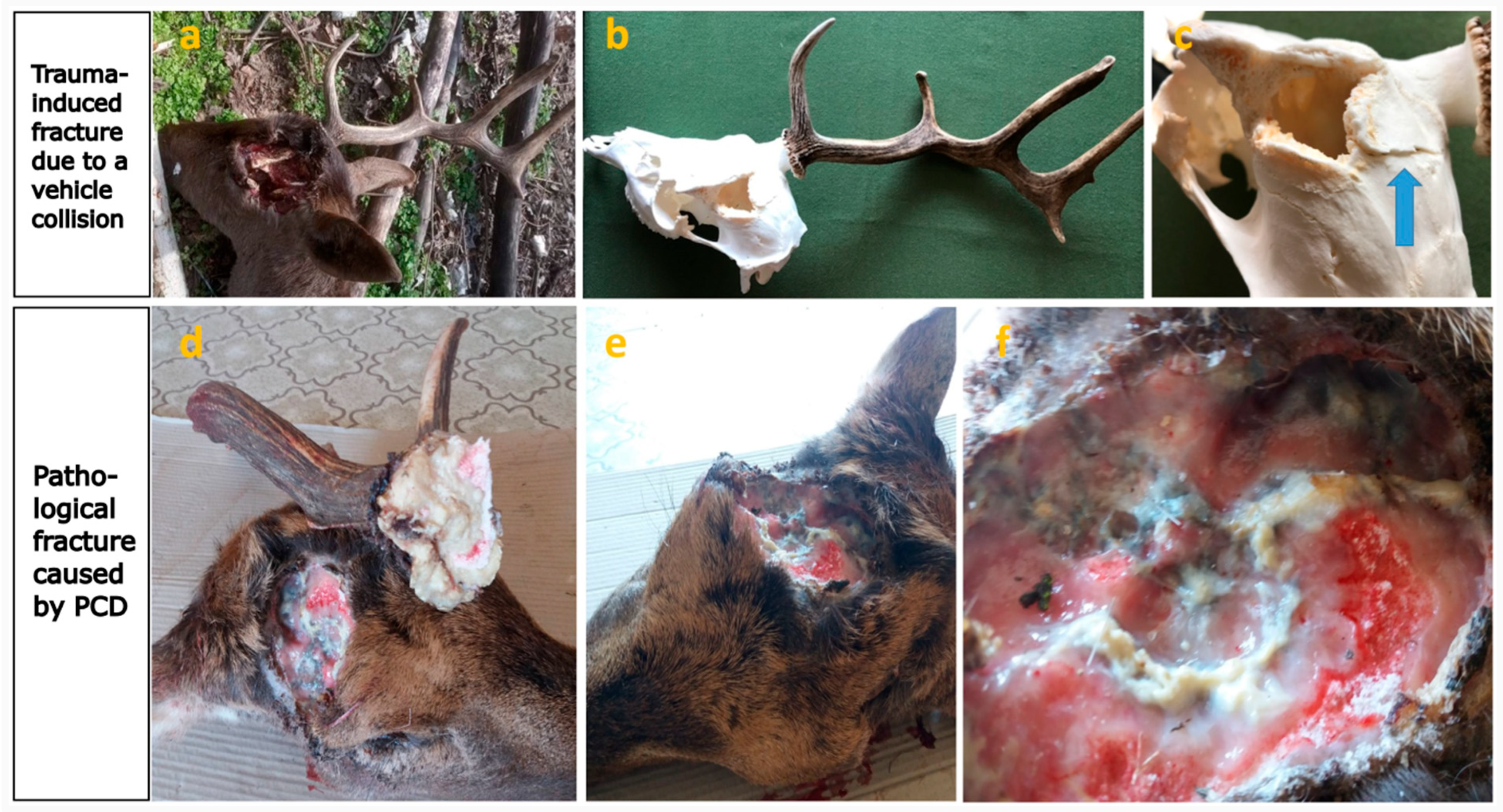 Animals 15 01530 g006