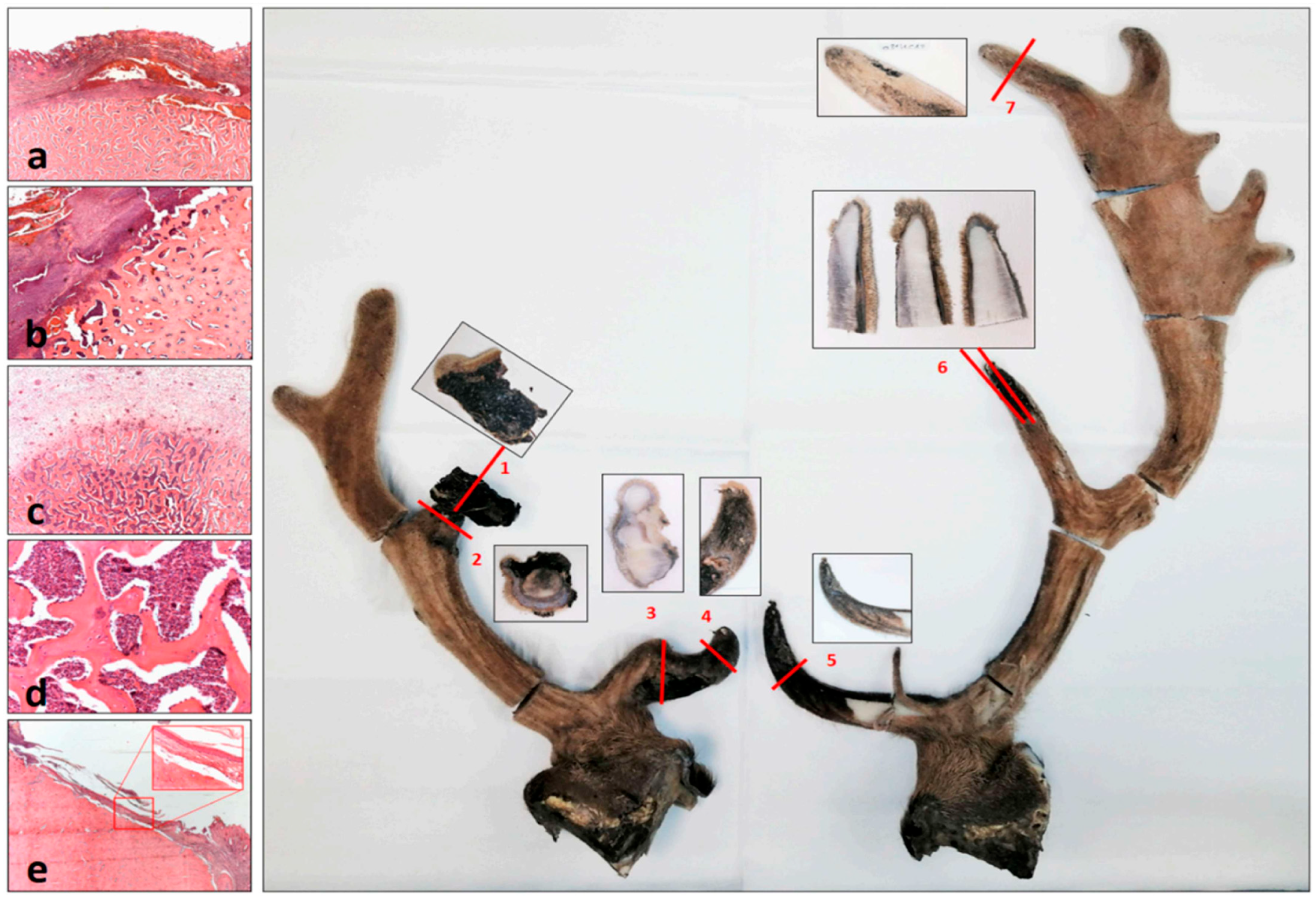 Animals 15 01530 g007