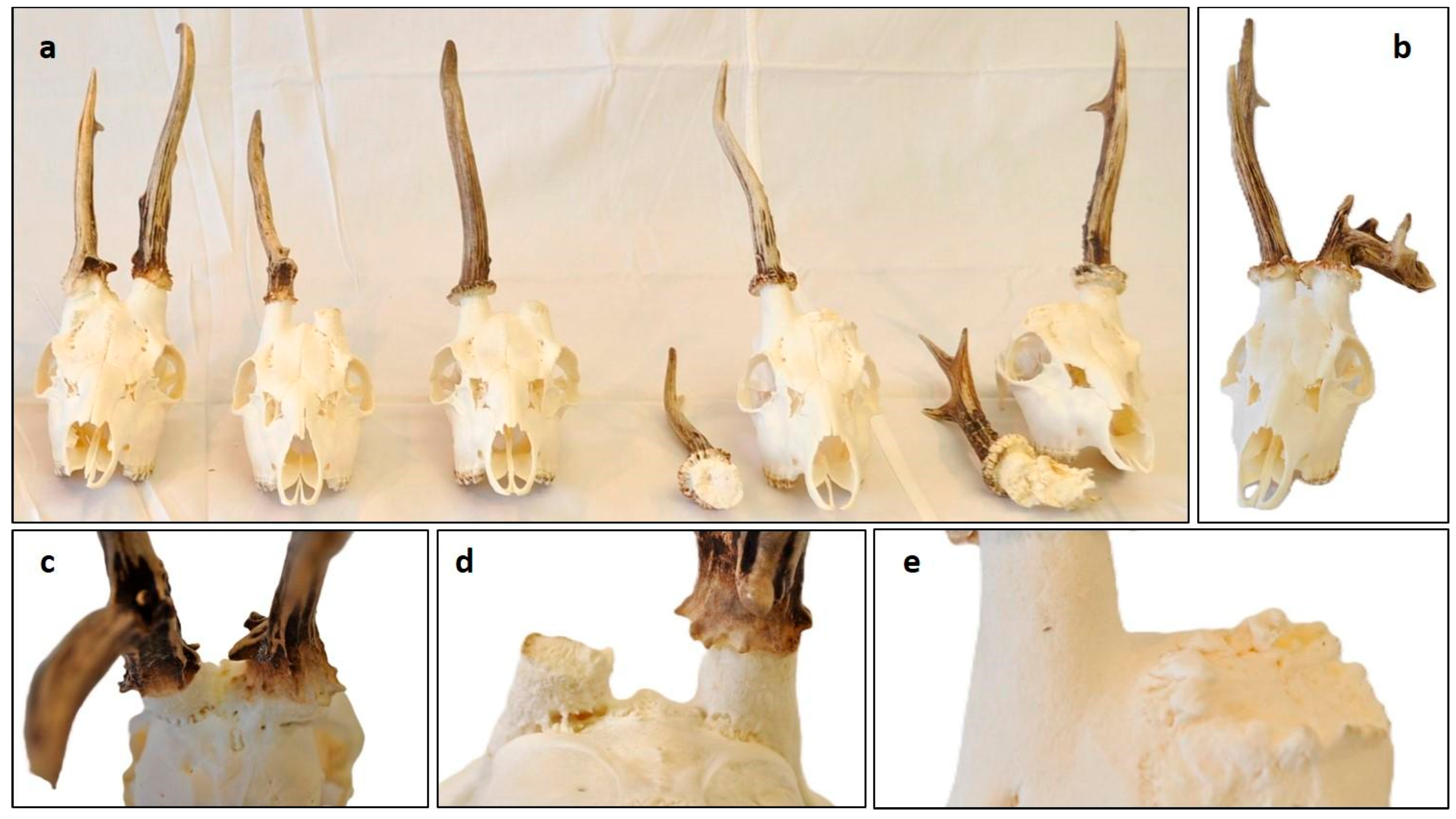 Animals 15 01530 g008
