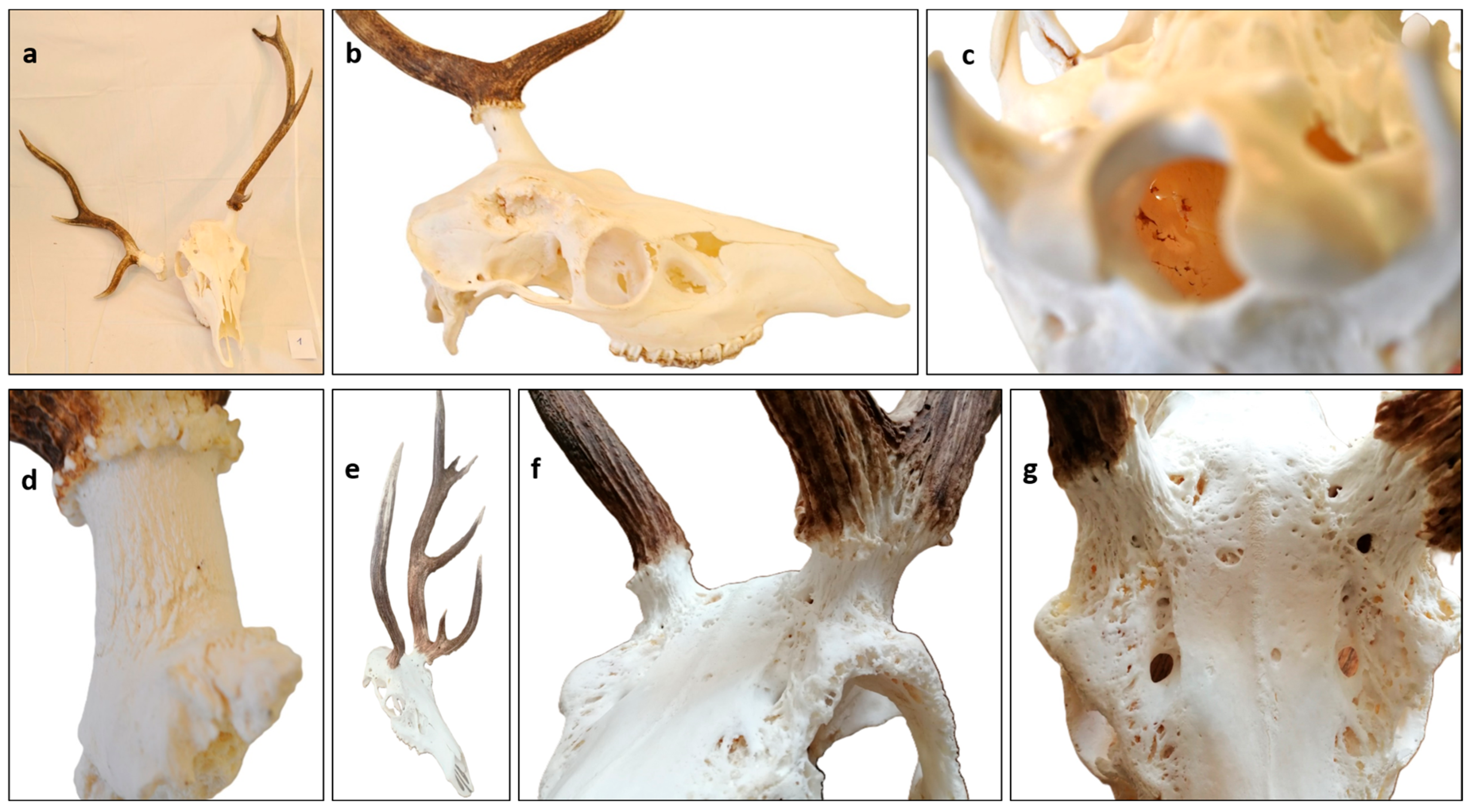 Animals 15 01530 g009