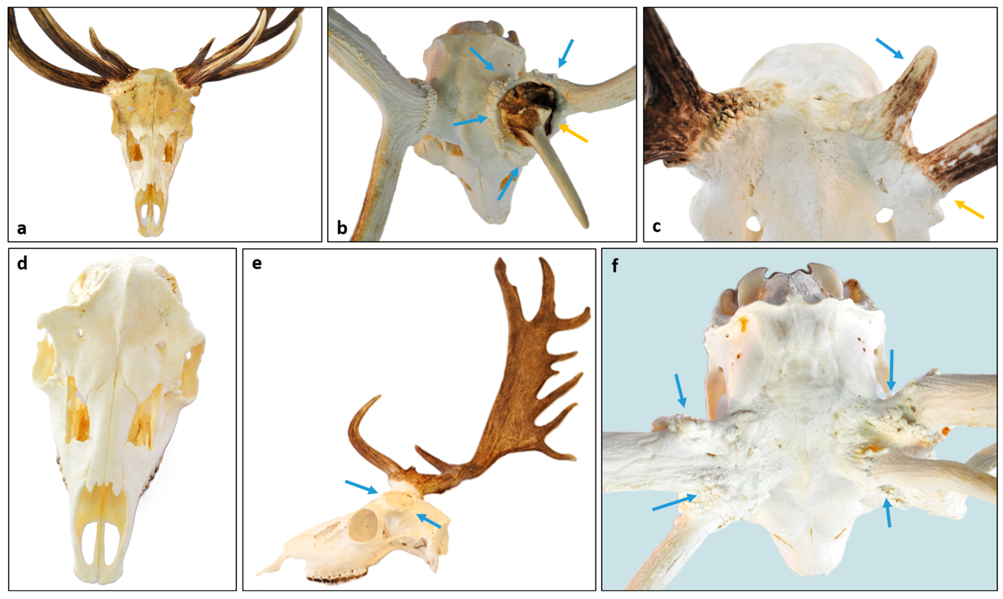 Animals 15 01530 g010