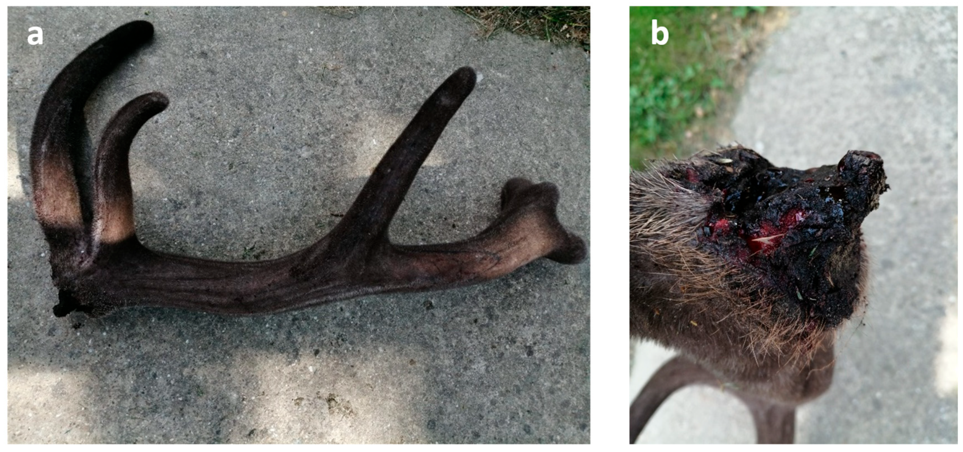 Animals 15 01530 g012