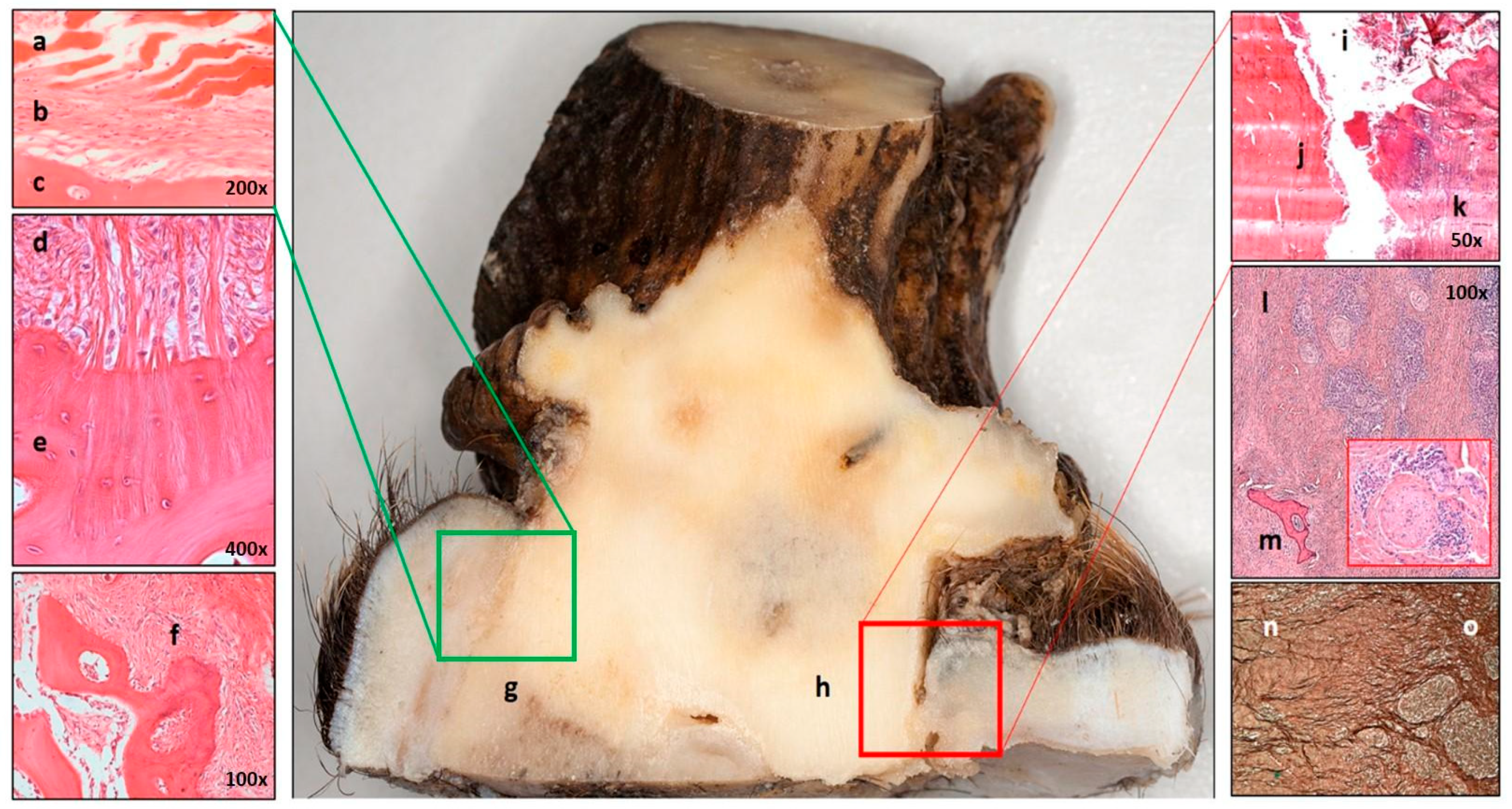 Animals 15 01530 g013
