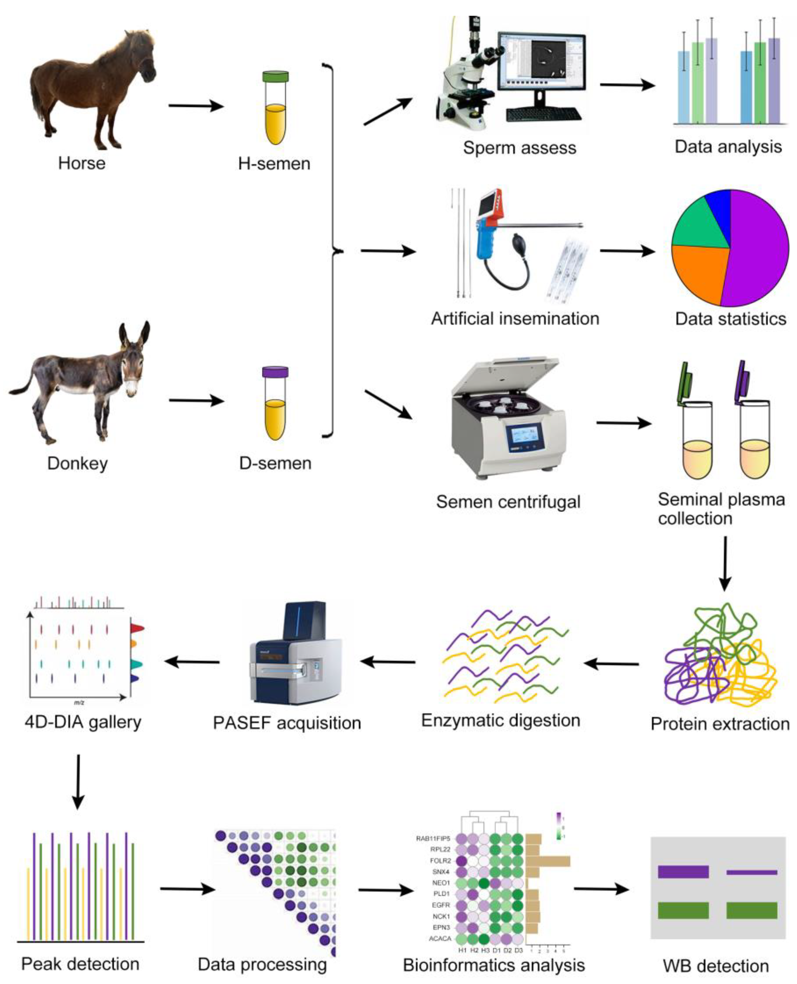 Animals 15 01532 g001