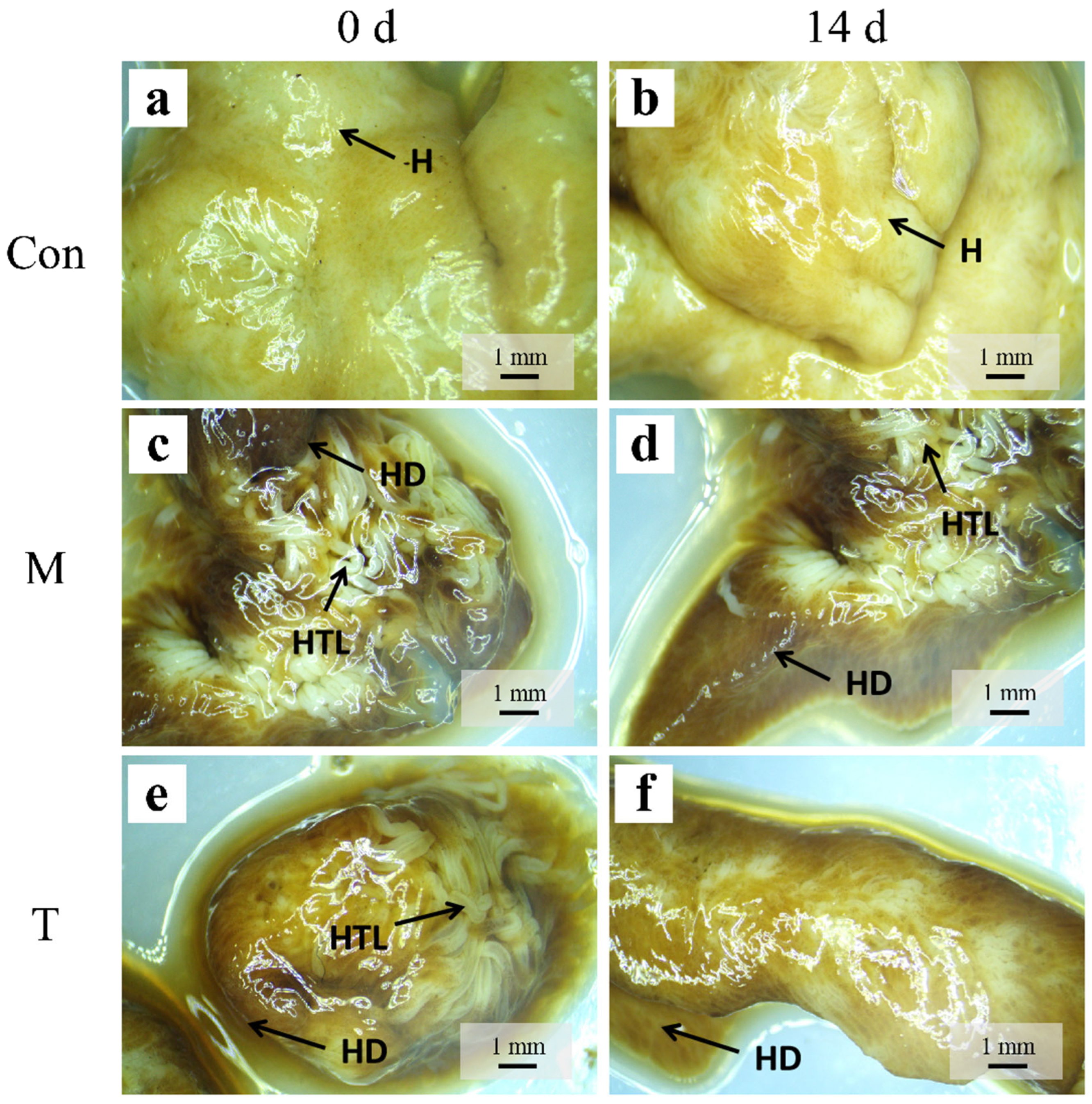Animals 15 01537 g003