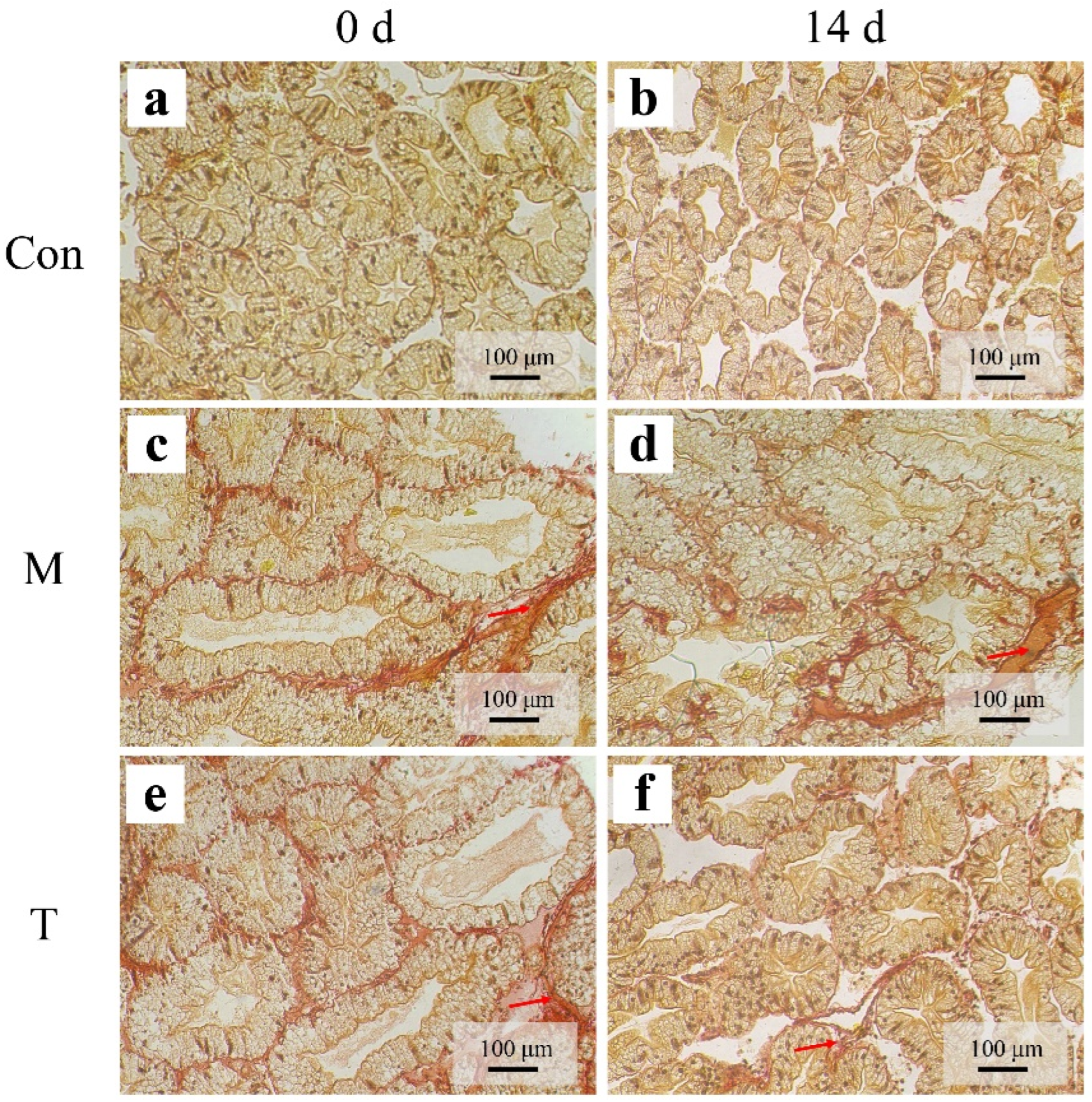 Animals 15 01537 g005