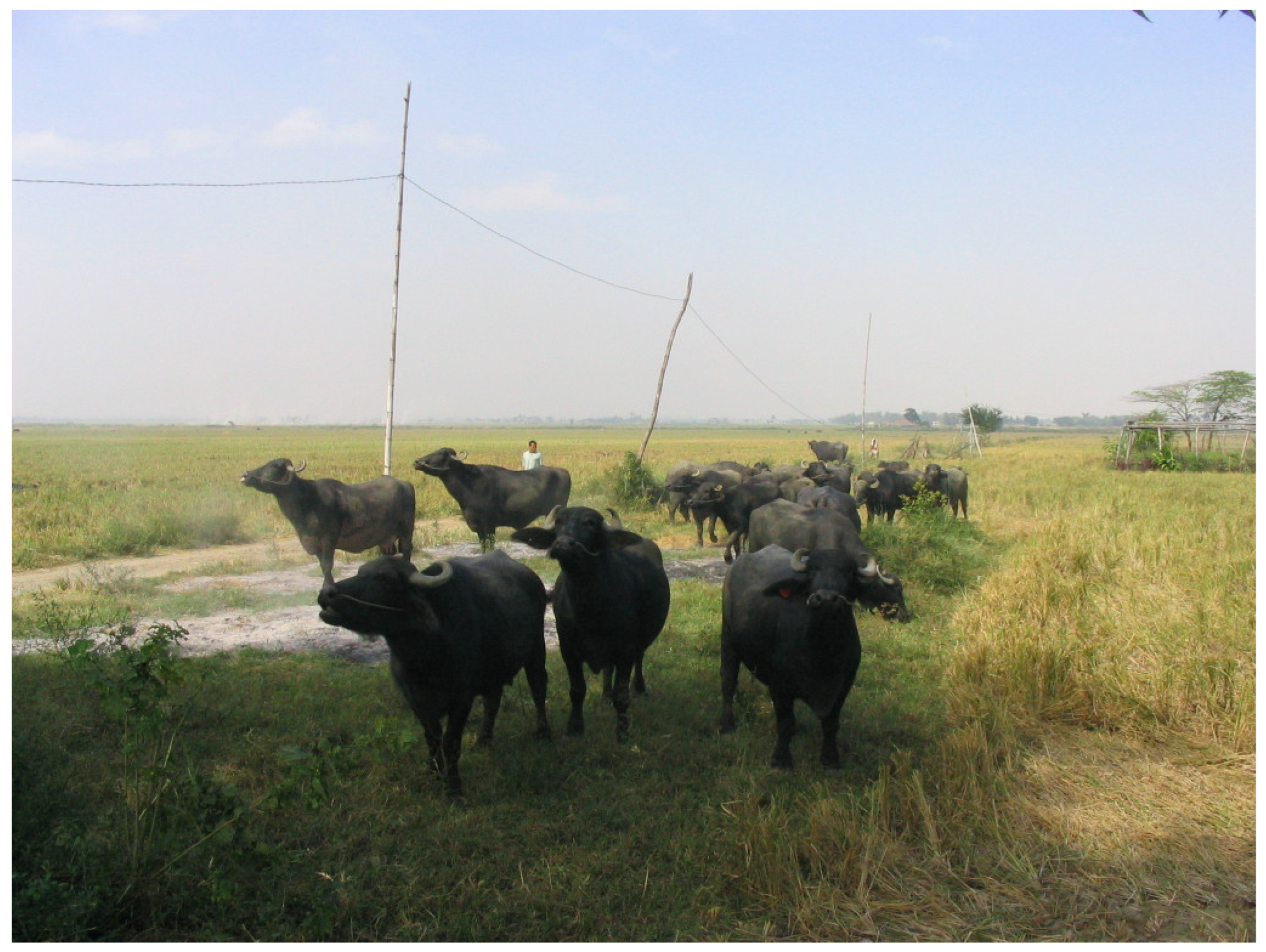 Animals 15 01538 g001