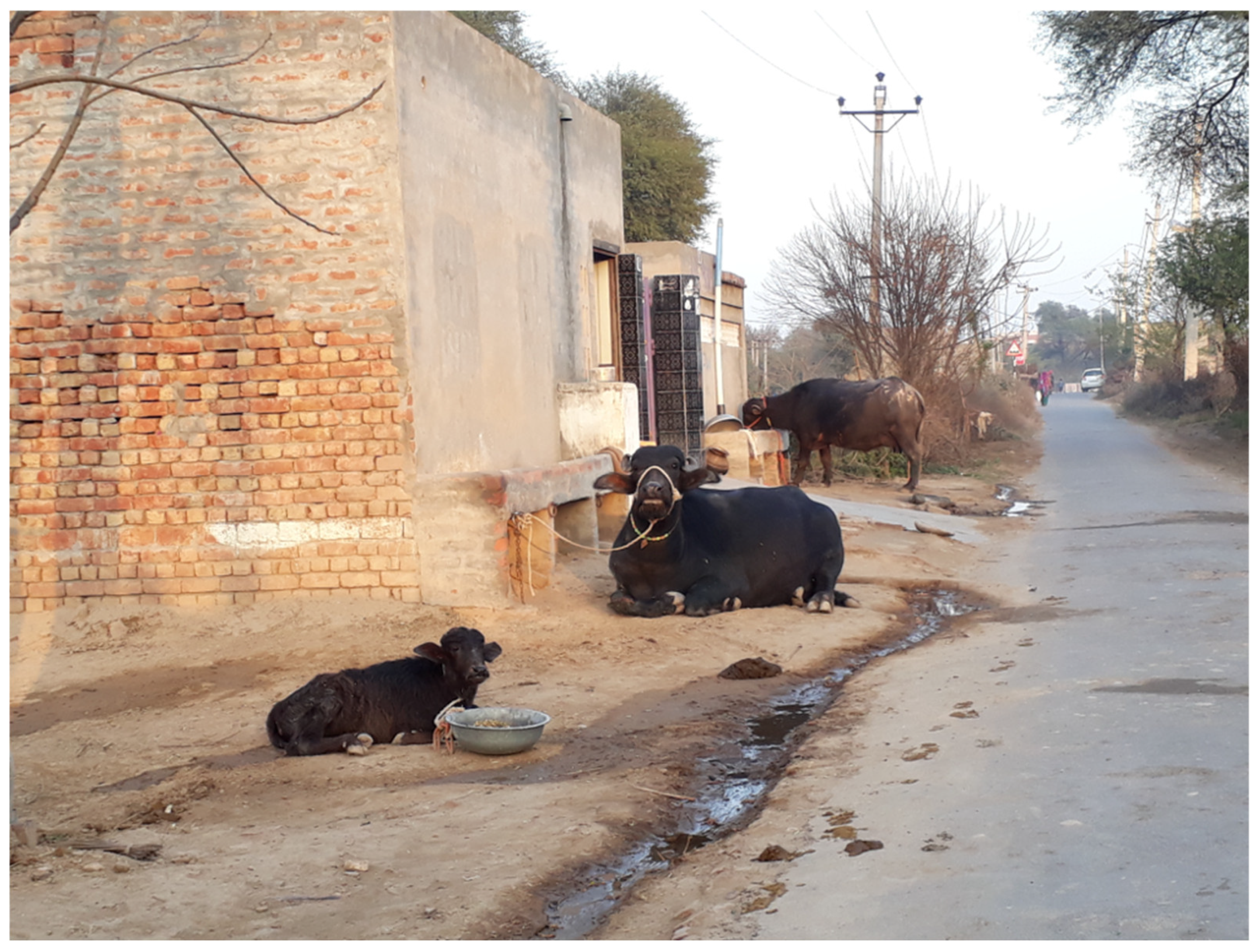 Animals 15 01538 g005