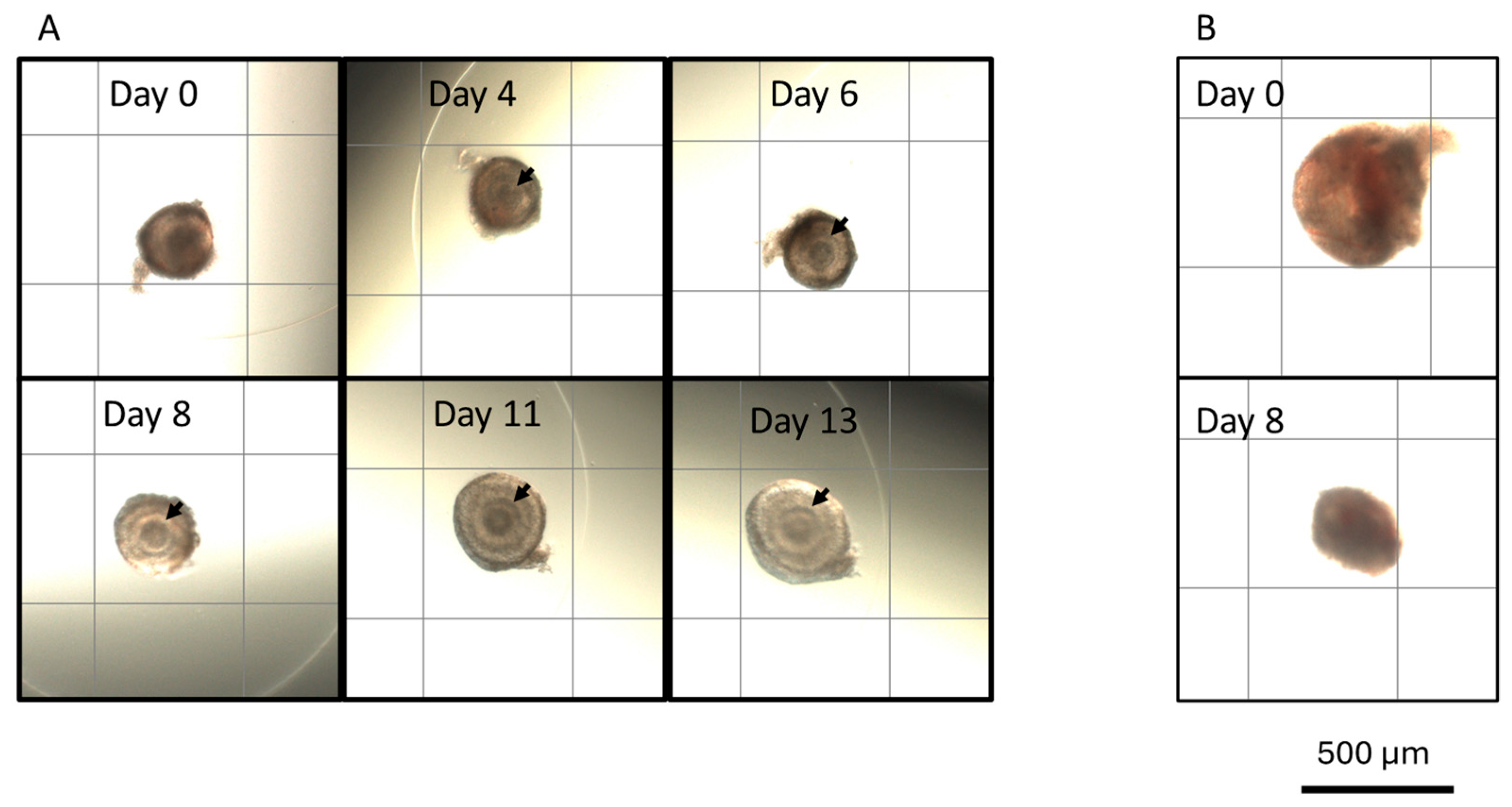 Animals 15 01539 g002