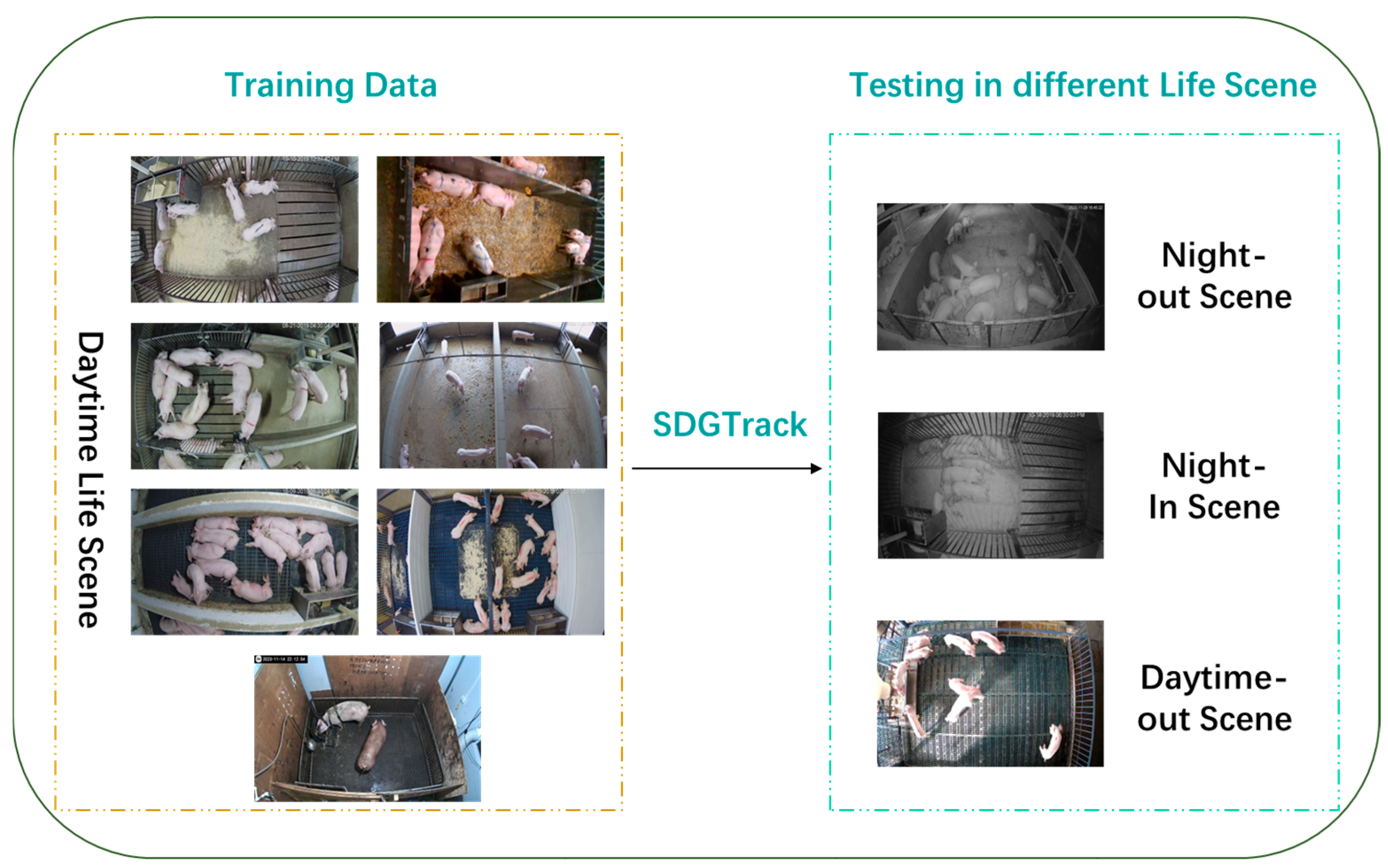 Animals 15 01543 g001