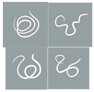 Animals 15 01551 i001