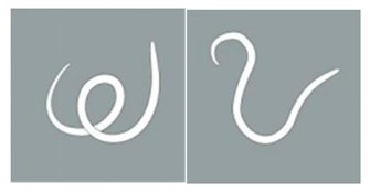 Animals 15 01551 i002