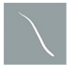 Animals 15 01551 i004