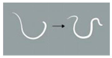 Animals 15 01551 i005