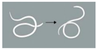 Animals 15 01551 i006