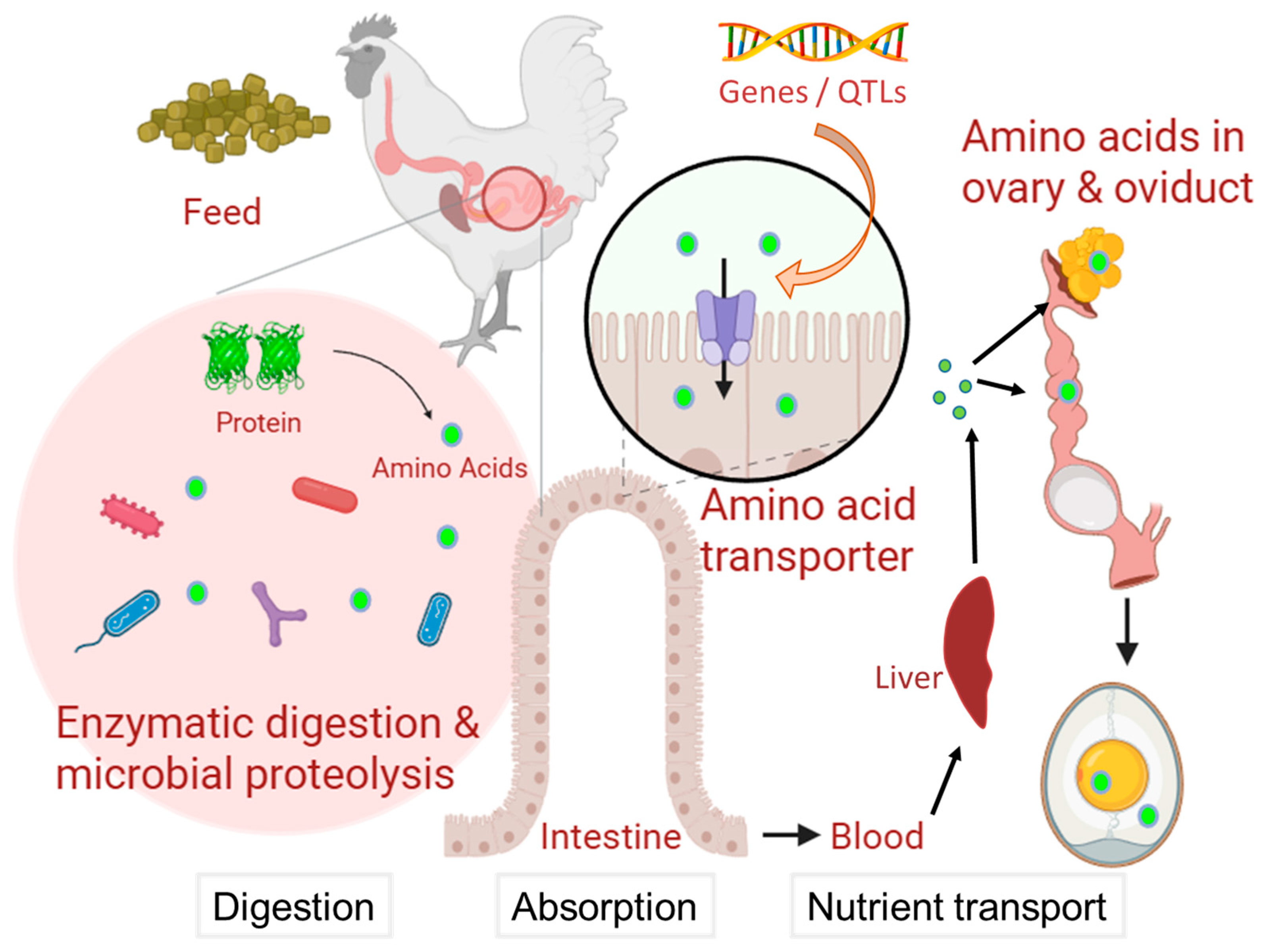 Animals 15 01554 g003