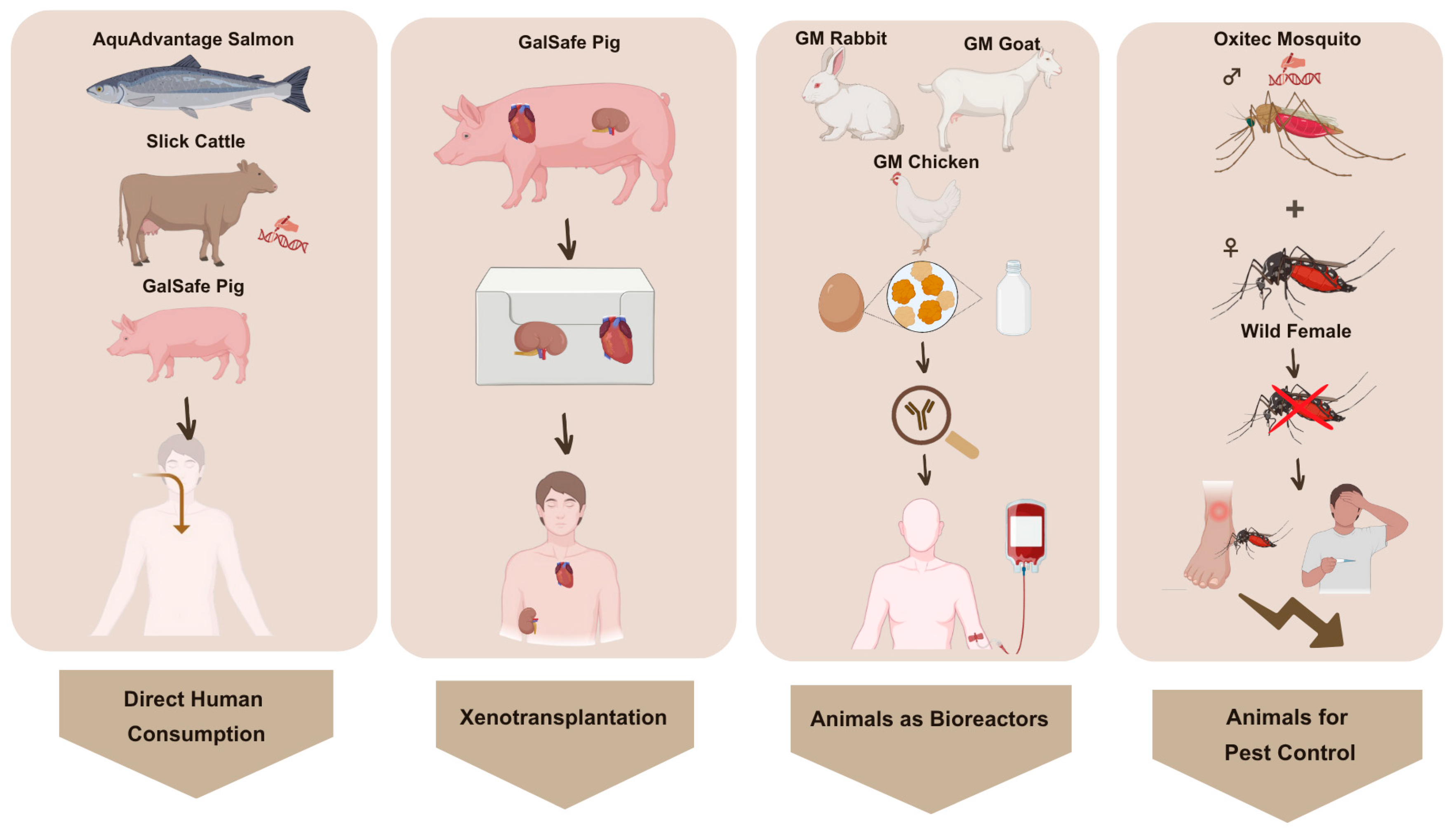 Animals 15 01570 g001 Animals 15 01570 g001