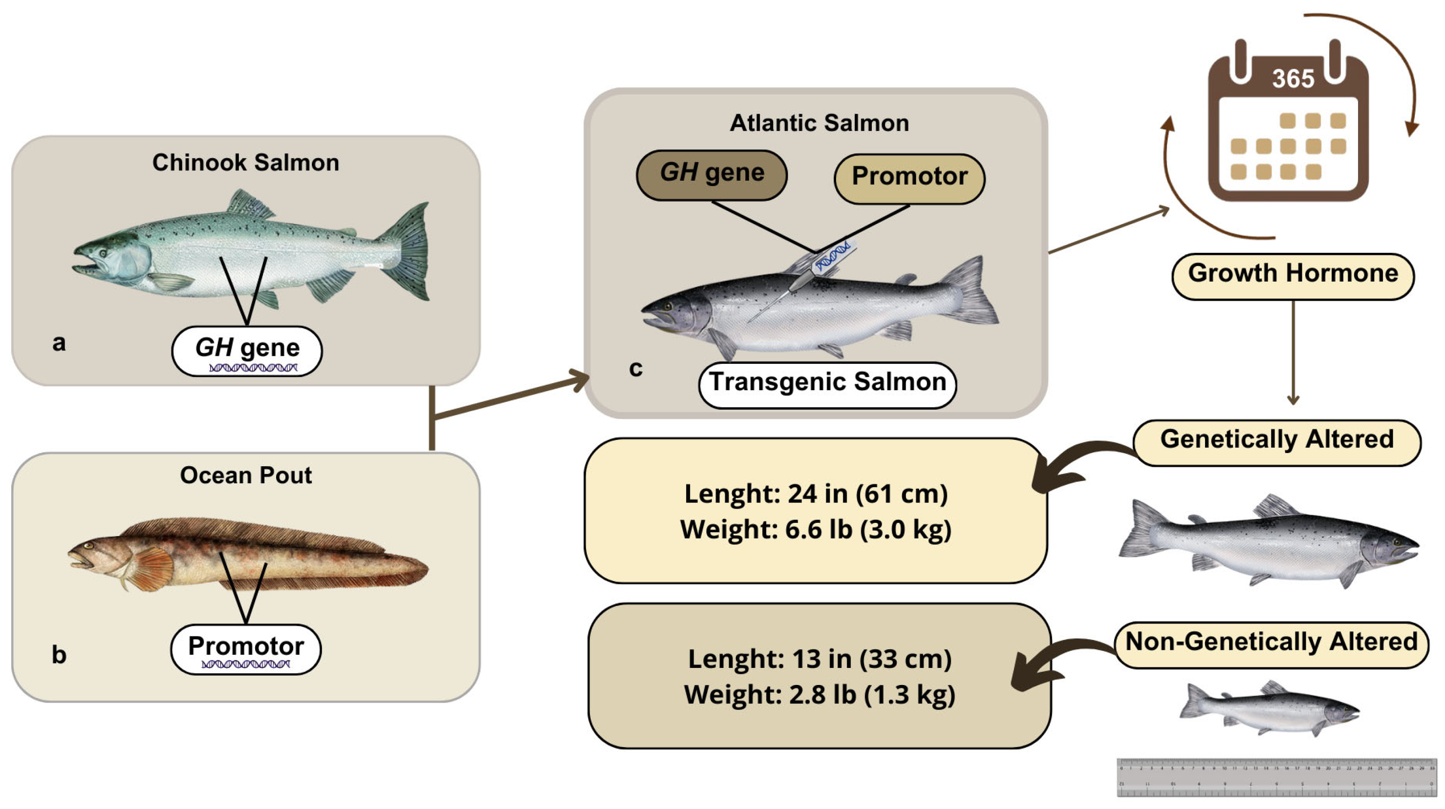Animals 15 01570 g004 Animals 15 01570 g004