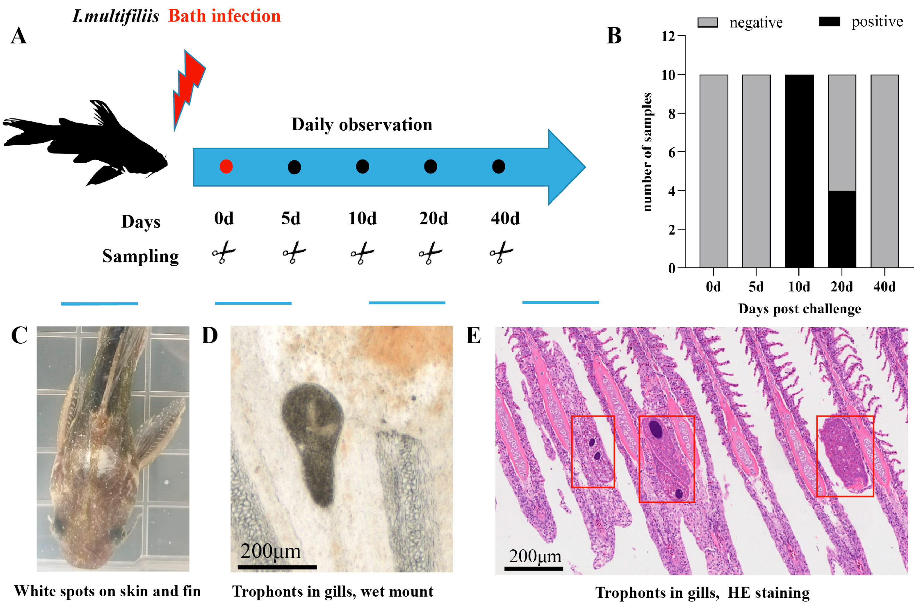 Animals 15 01577 g003