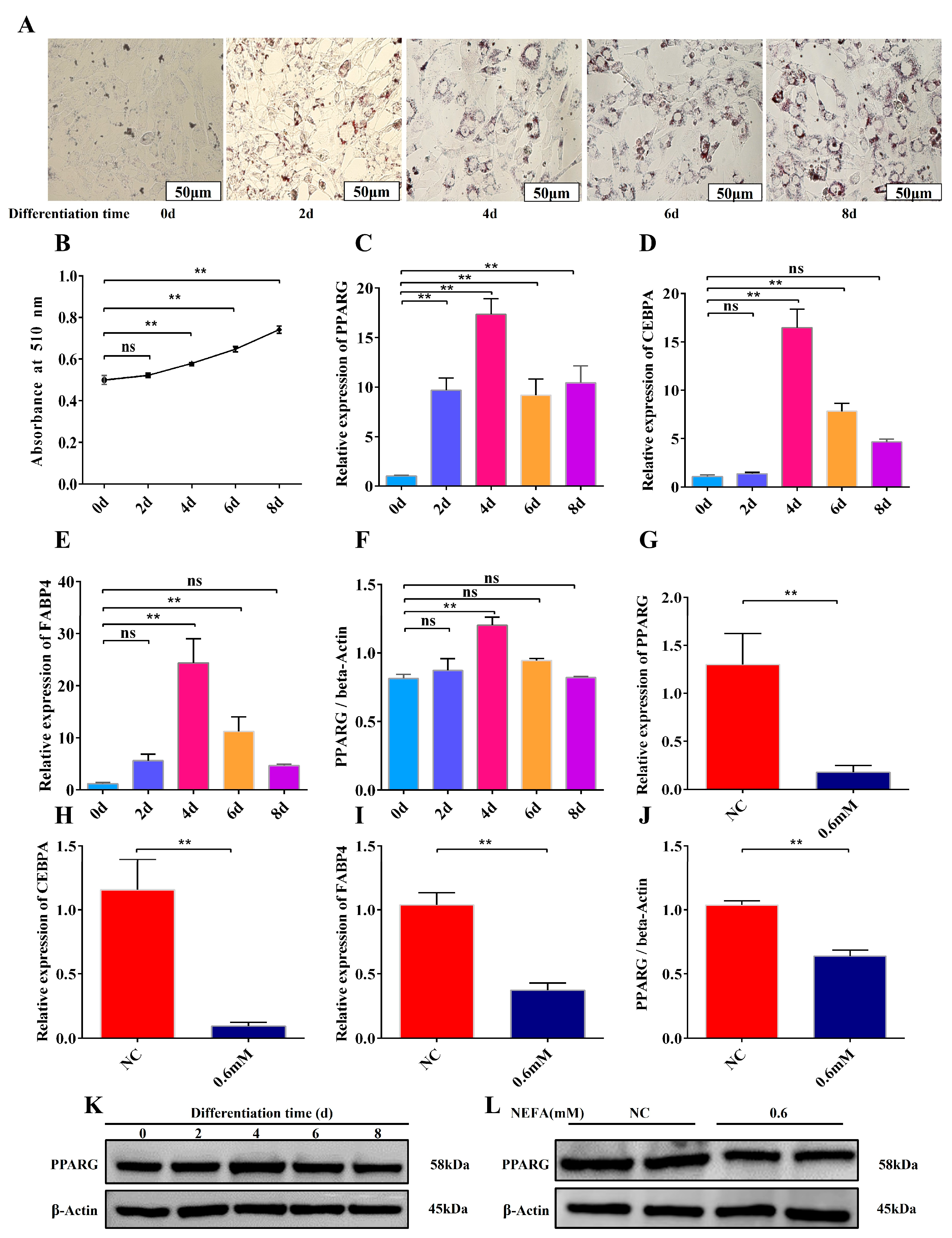 Animals 15 01618 g004