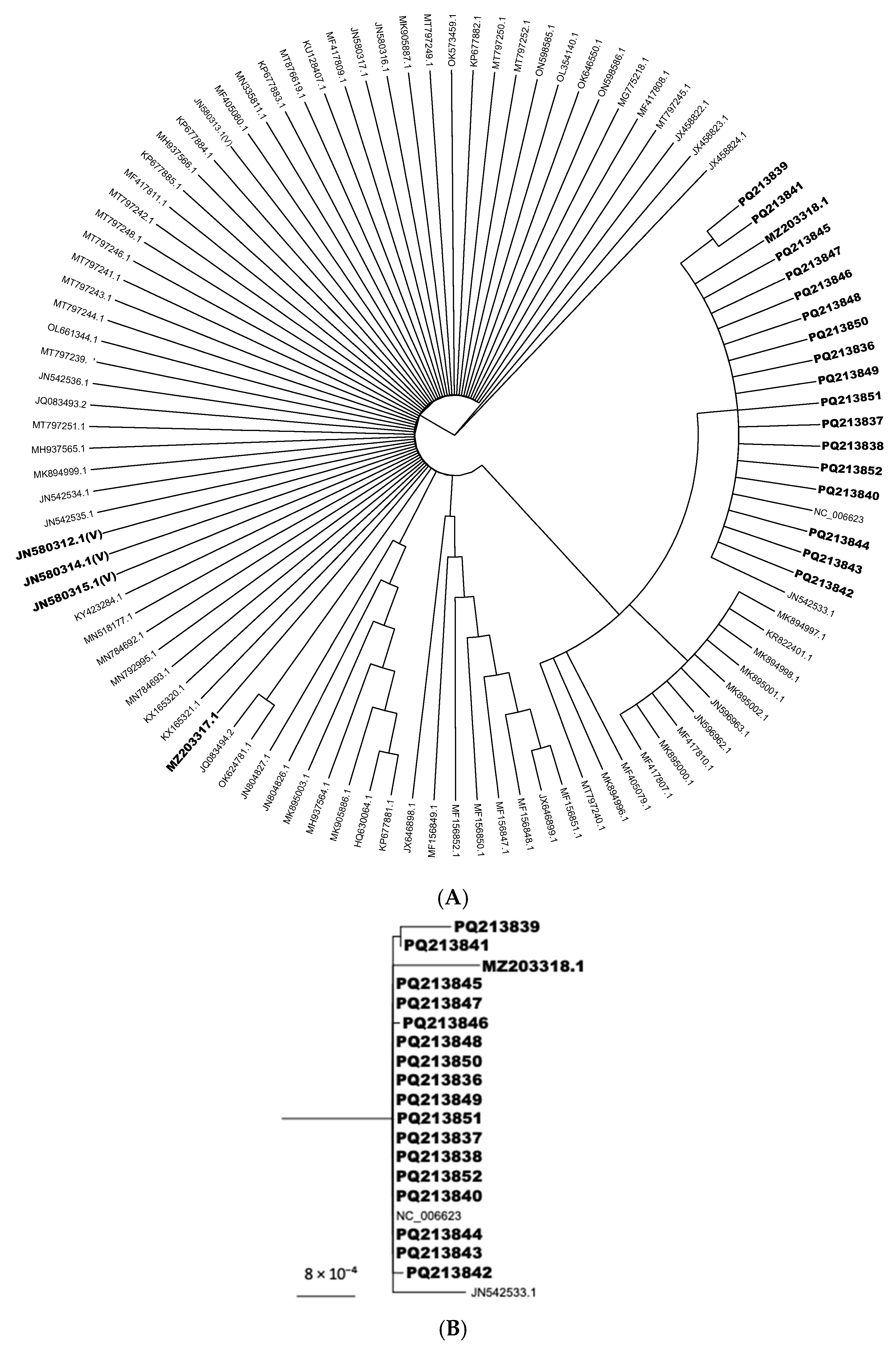 Animals 15 01623 g002 Animals 15 01623 g002
