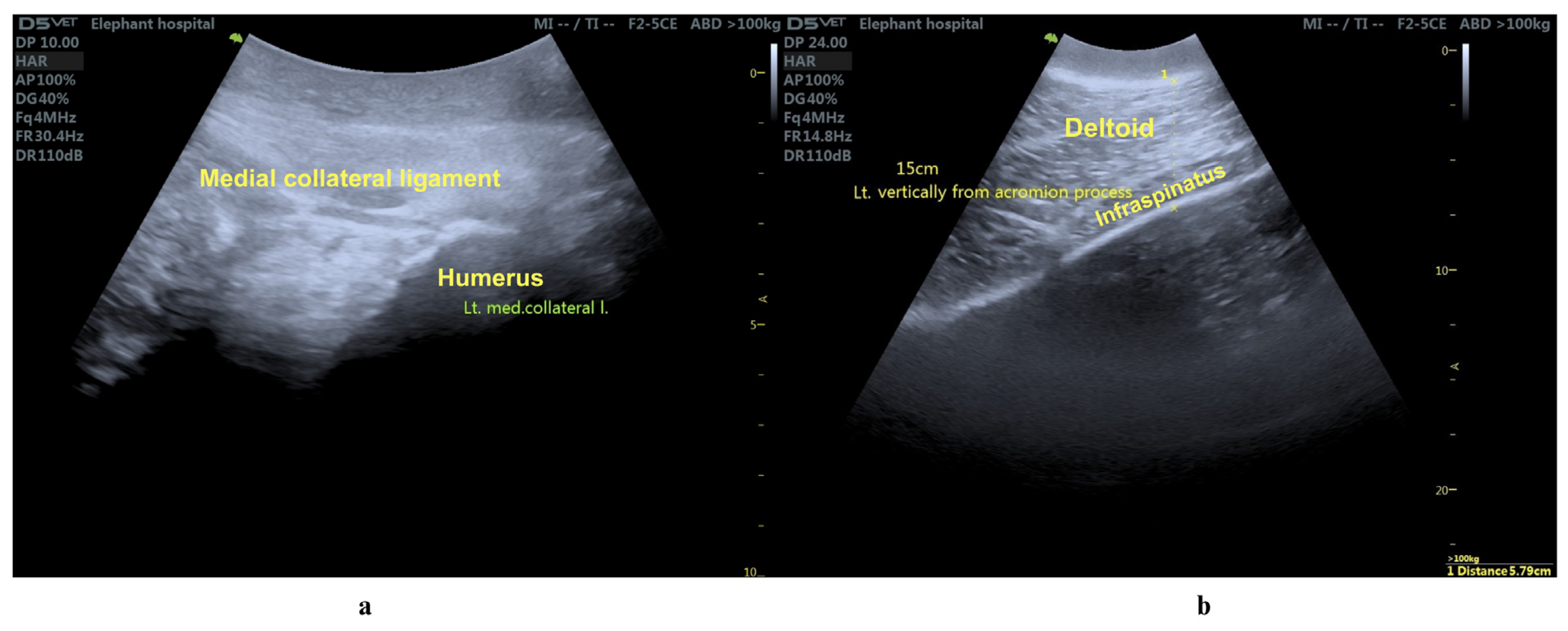 Animals 15 01632 g002