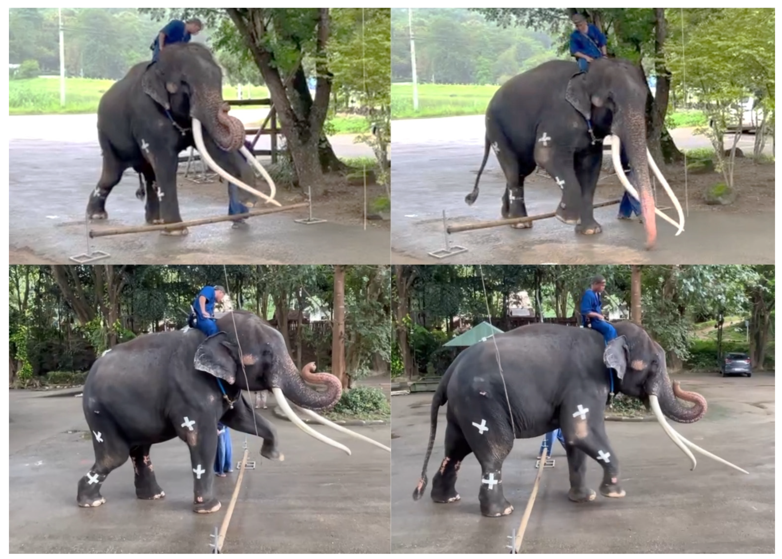 Animals 15 01632 g004