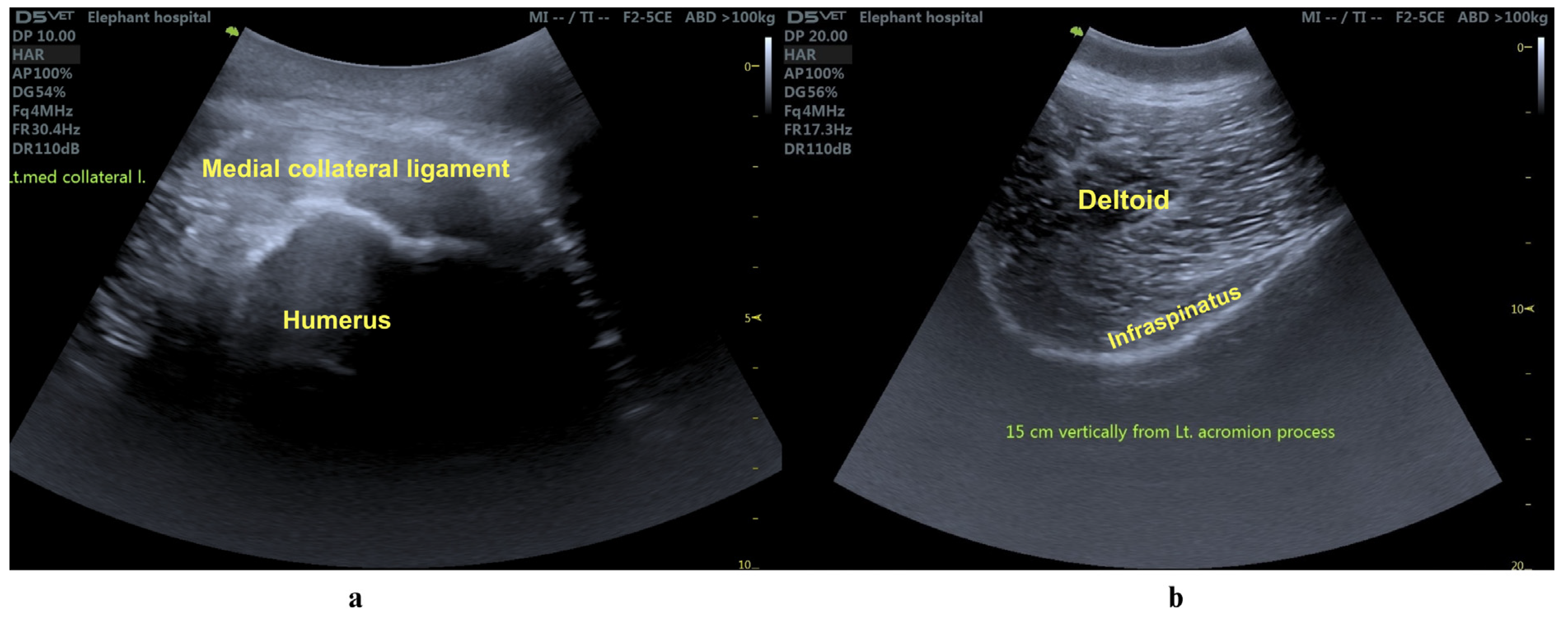 Animals 15 01632 g005