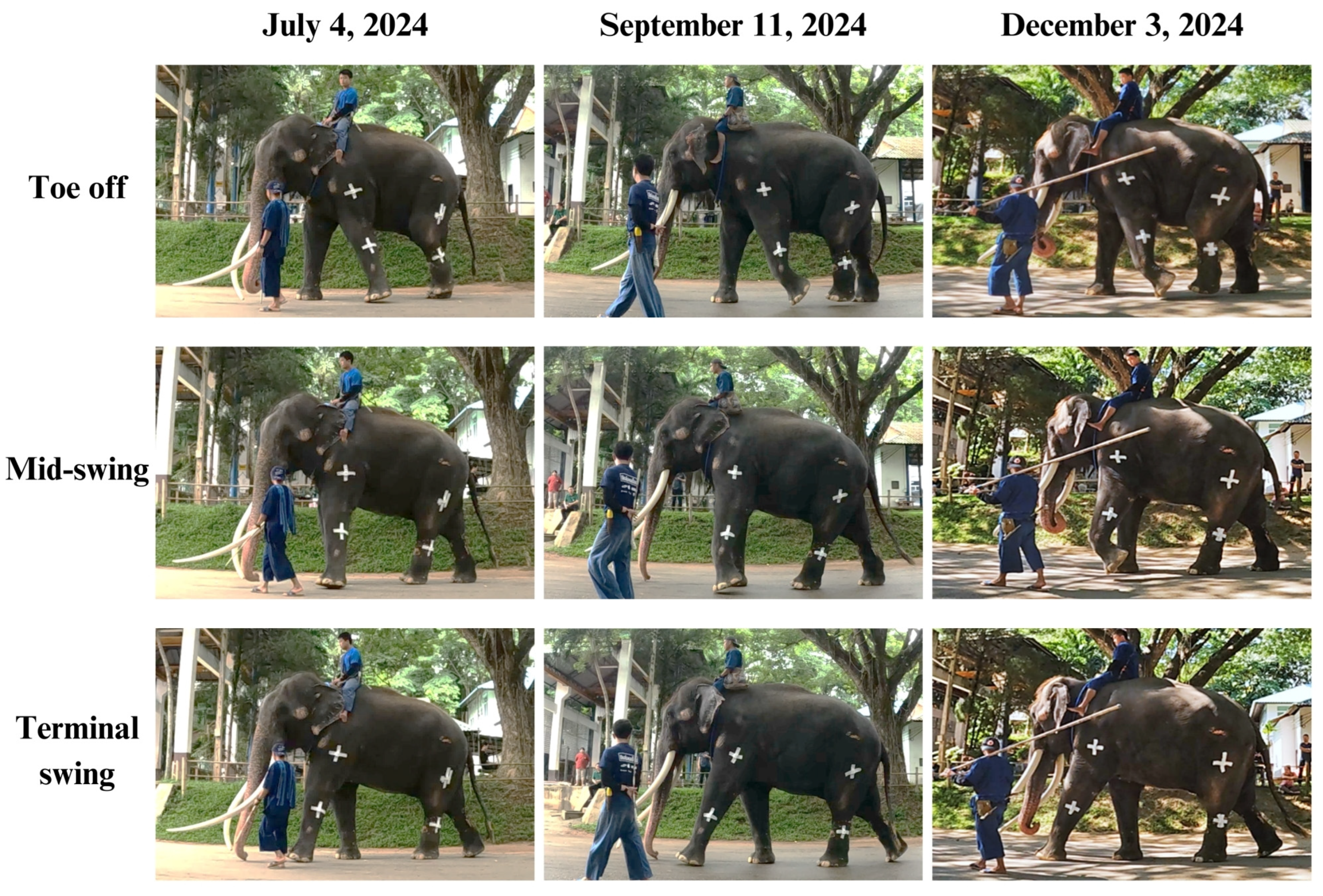 Animals 15 01632 g007