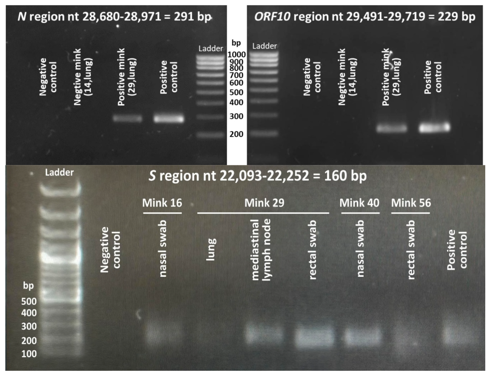 Animals 15 01636 g002